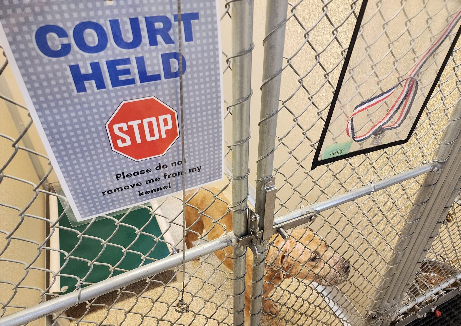 Nearly  90 dogs seized Thursday morning by the county dog wardens unit from a property in Madison Twp. are being cared for at Animal Friends Humane Society in Hamilton. NICK GRAHAM/STAFF