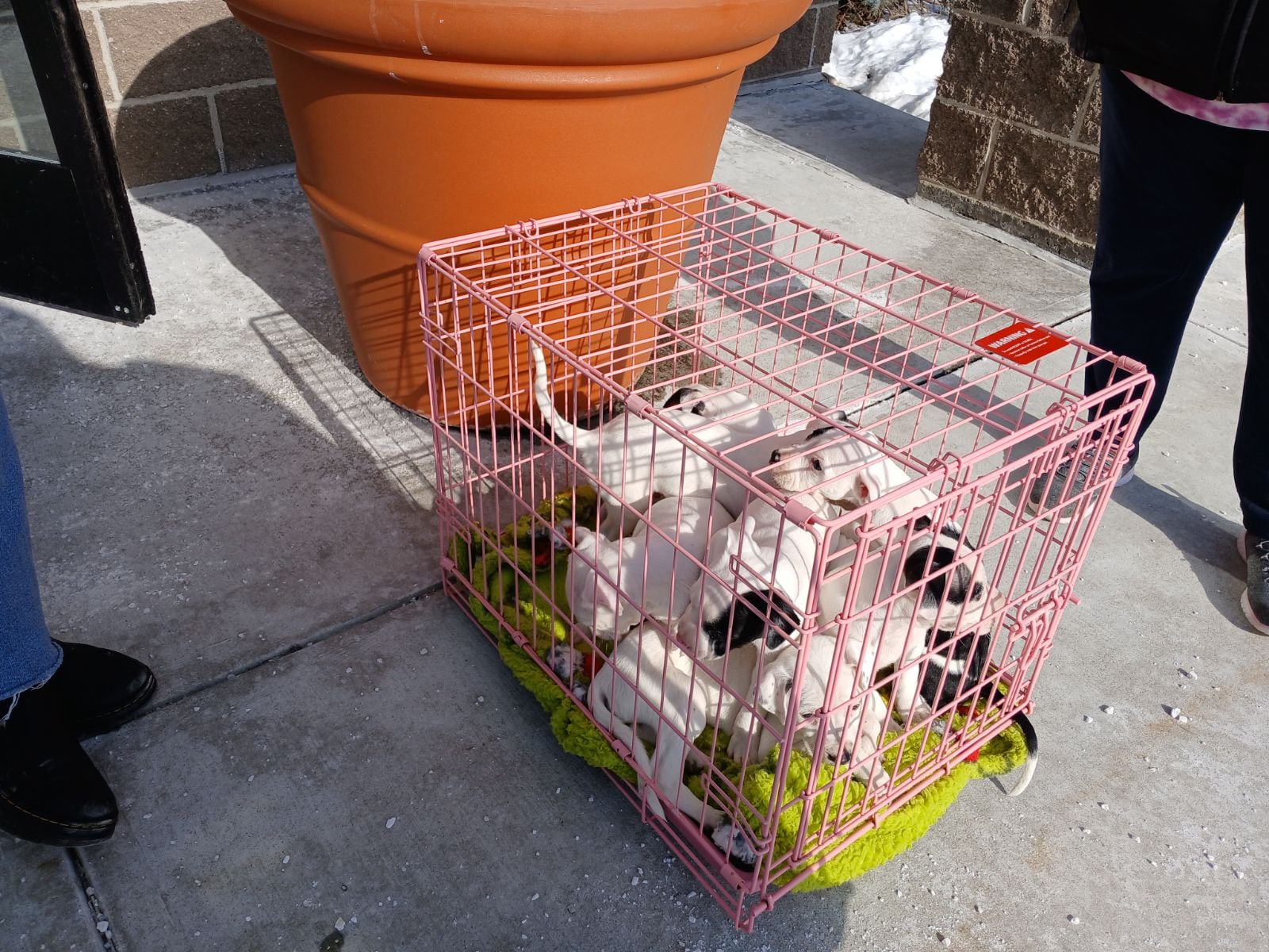 Seven puppies suffering from parvovirus were abandoned in freezing temperatures outside the Humane Society of Greater Dayton on the afternoon of Jan. 15, 2025. HUMANE SOCIETY OF GREATER DAYTON, PROVIDED