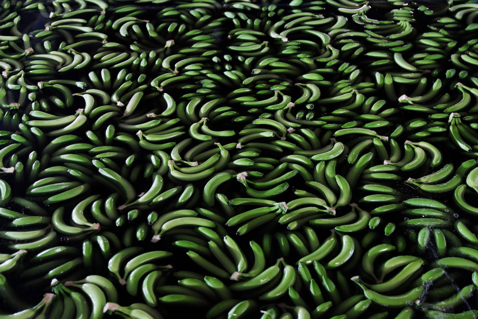 FILE - Freshly picked bananas float in a sorting pool as they are readied for packing and export at a farm in Ciudad Hidalgo, Chiapas state, Mexico on May 31 2019. (AP Photo/Marco Ugarte, File)