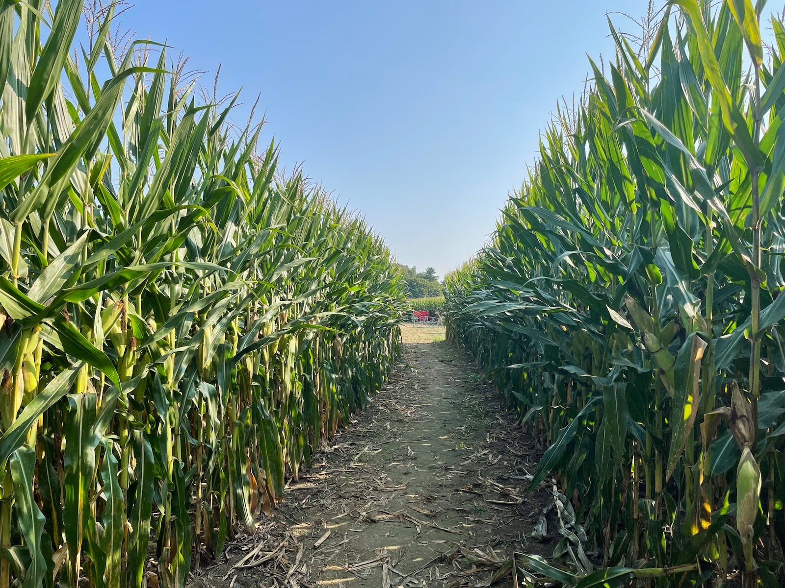 Young’s Jersey Dairy is kicking off the fall season this weekend on the farm with pick your own pumpkins, a corn maze, wagon rides, a wool gathering and more.