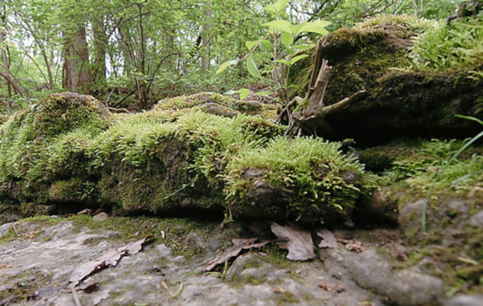 Earth Day images at the Glenn Helen Outdoor Education Center on Sunday in Yellow Springs