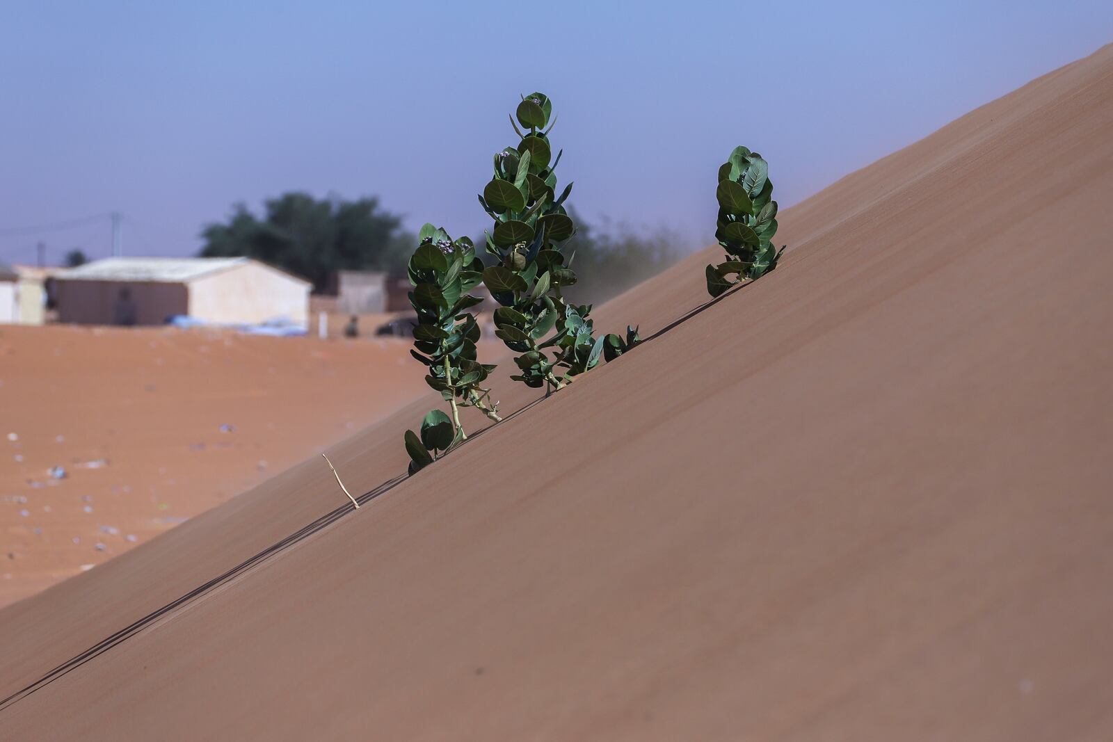 Tree branches stick out of the sand in Chinguetti, Mauritania on Jan. 13, 2025. (AP Photo/Khaled Moulay)