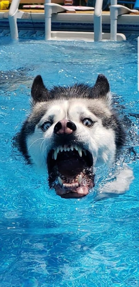 PHOTOS: It’s National Dog Day! Here are some puppy smiles for you