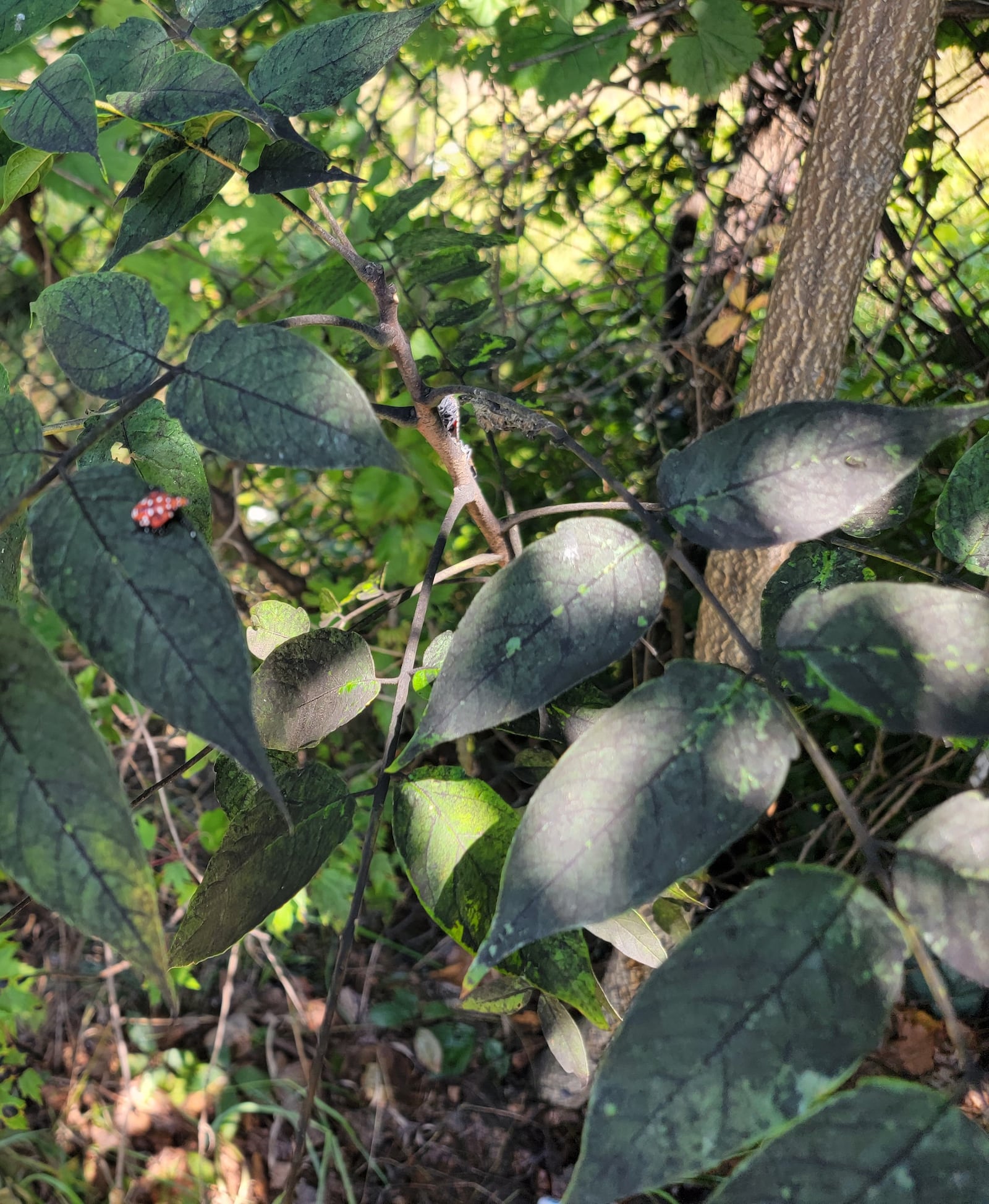 A car under a spotted lanternfly-infested tree is covered in honeydew.  You can see yellow jackets on the top feeding on the sweet excretion.