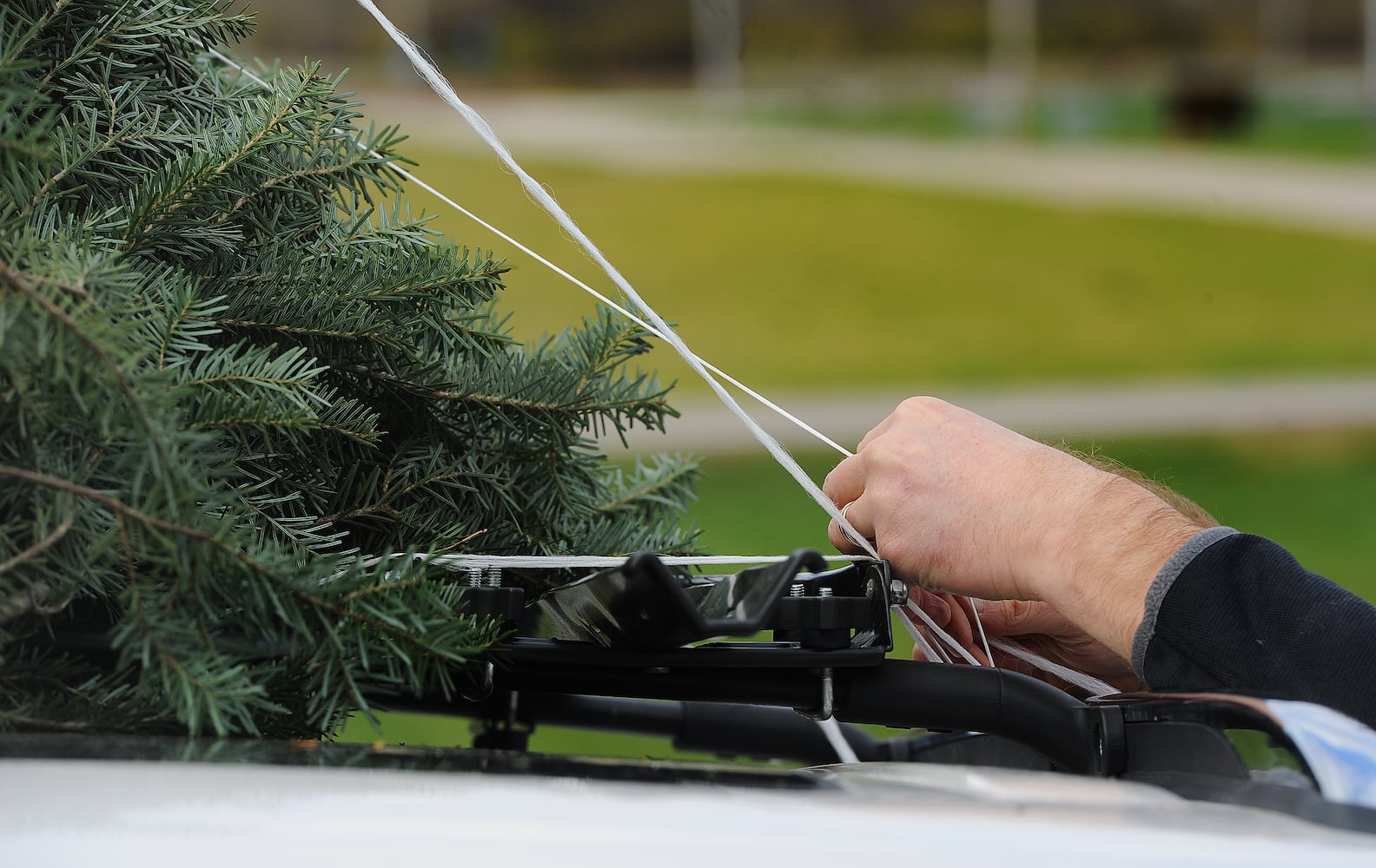 Christmas tree farm