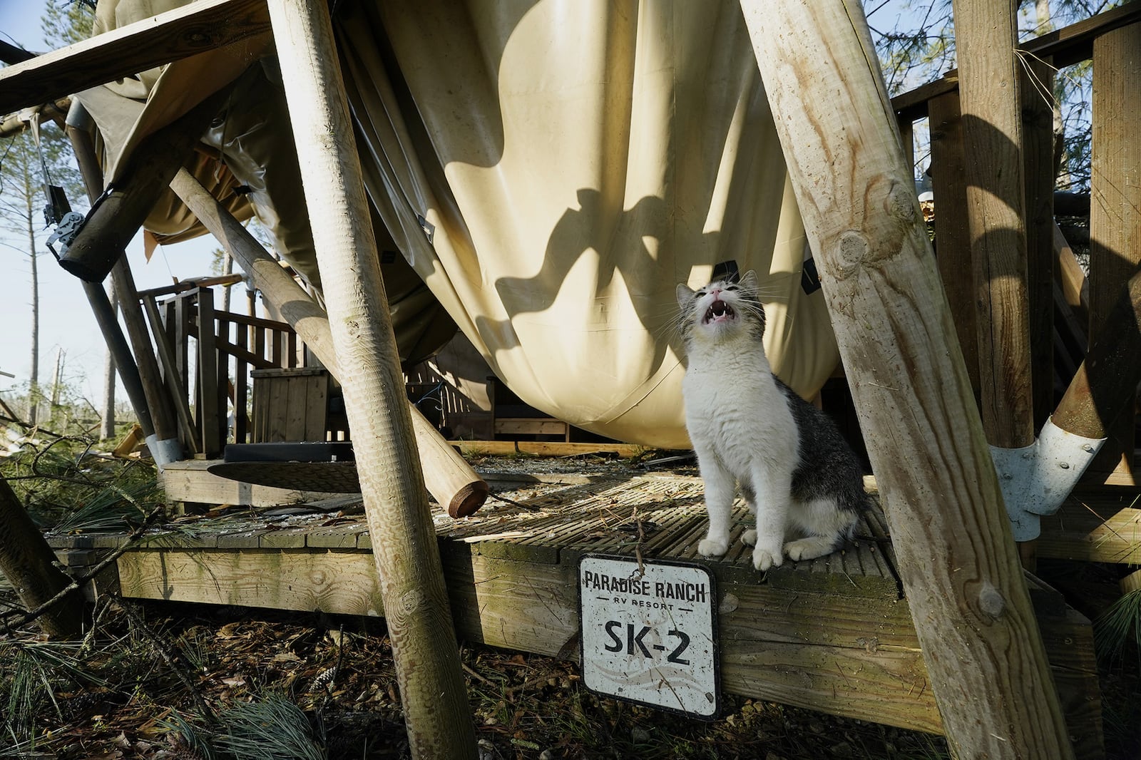 A cat cries out while sitting in front of a destroyed cabin at Paradise Ranch RV Resort after a series of storms passed the area in Tylertown, Miss., Sunday, March 16, 2025. (AP Photo/Rogelio V. Solis)