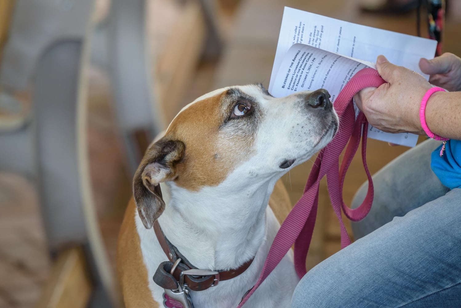 PHOTOS: 2024 Blessing of the Animals at Epiphany Lutheran Church