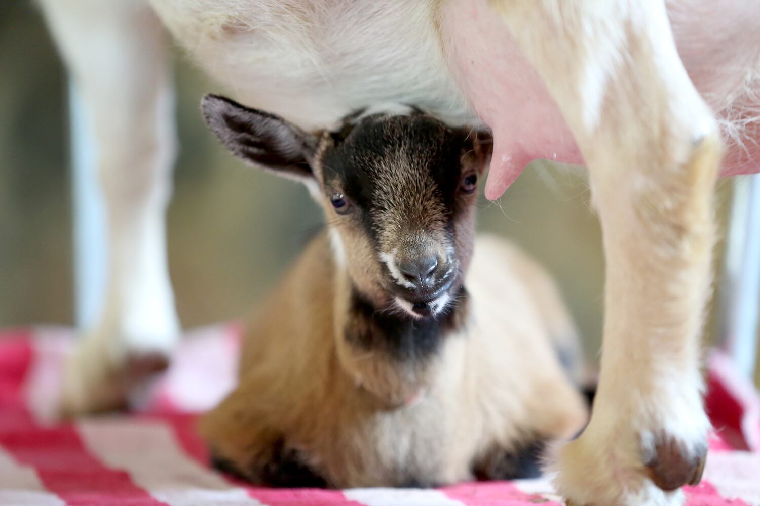 PHOTOS: AWWW! Sleepy mini goats and adorable lambs among the Aullwood Farm babies