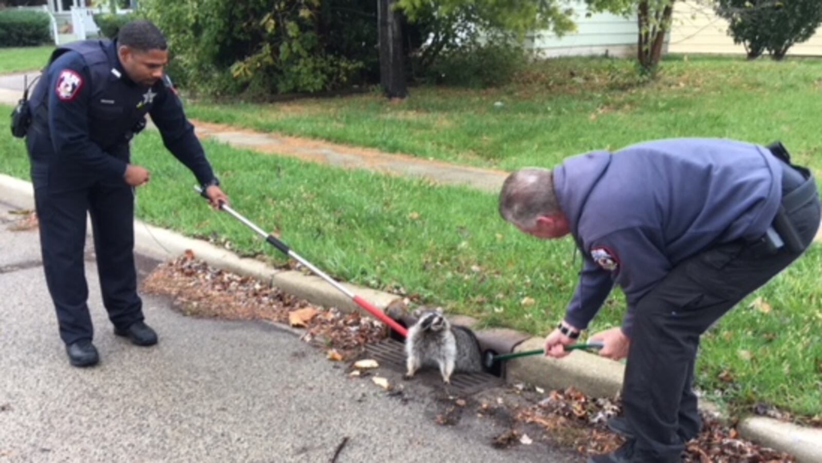 A raccoon was stuck in a storm drain and needed the assistance of police officers.