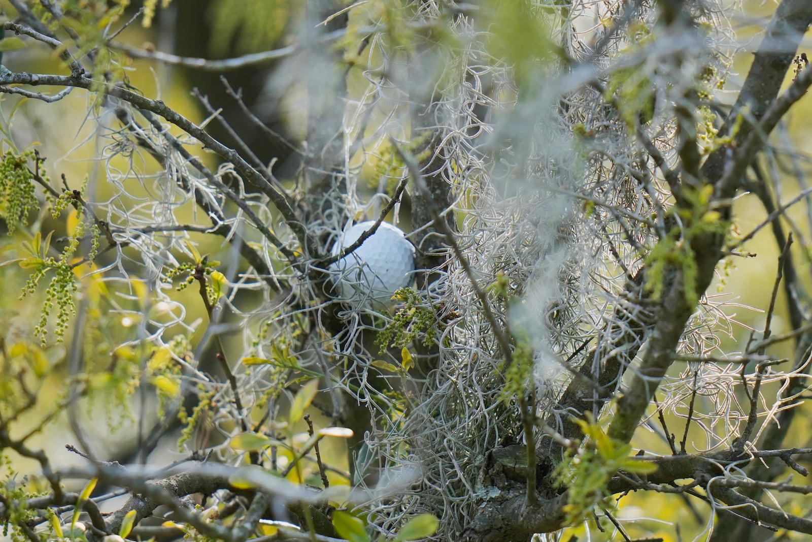 Rickie Fowler's golf ball is stuck in a tree along the 15th fairway during the third round of The Players Championship golf tournament Saturday, March 15, 2025, in Ponte Vedra Beach, Fla. (AP Photo/Chris O'Meara)