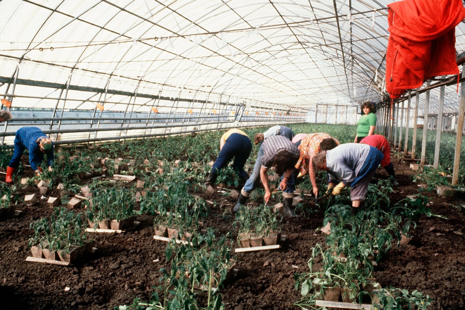 Women work in the former East German Landwirtschaftliche Produktionsgenossenschaft (LPG) an 'Agricultural Production Cooperative' in Golzow on April 13, 1981. (Heinrich Sanden/DPA via AP)