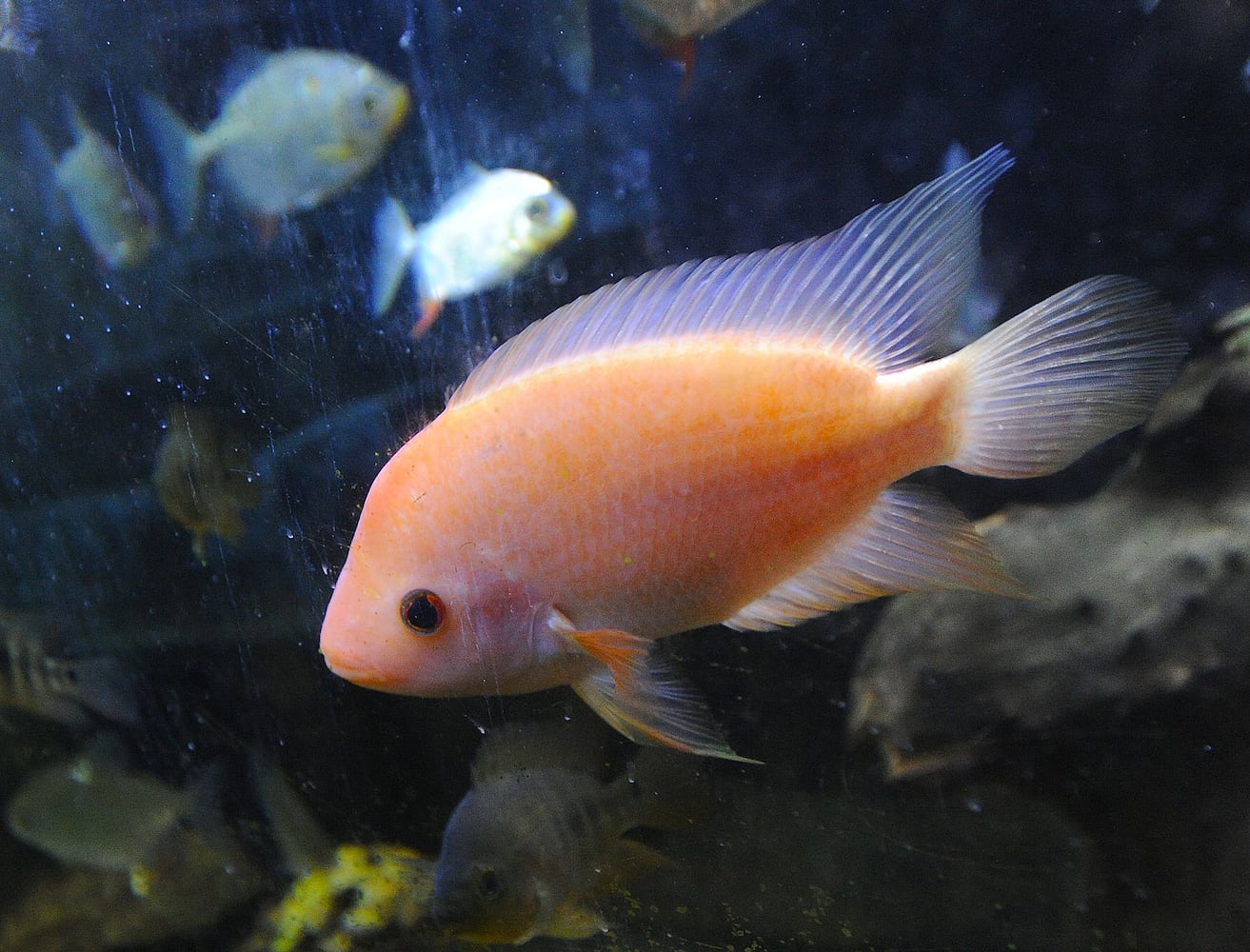 Pet store opens, featuring fish