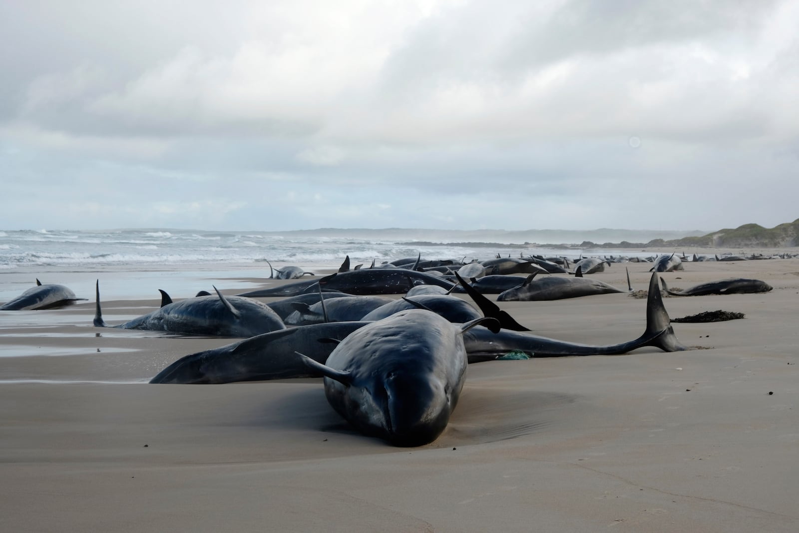 In this photo provided by the Department of Natural Resources and Environment Tasmania, false killer whales are seen stranded, Wednesday, Feb. 19, 2025, on a remote beach on near Arthur River in Australia's island state of Tasmania. (NRE via AP)