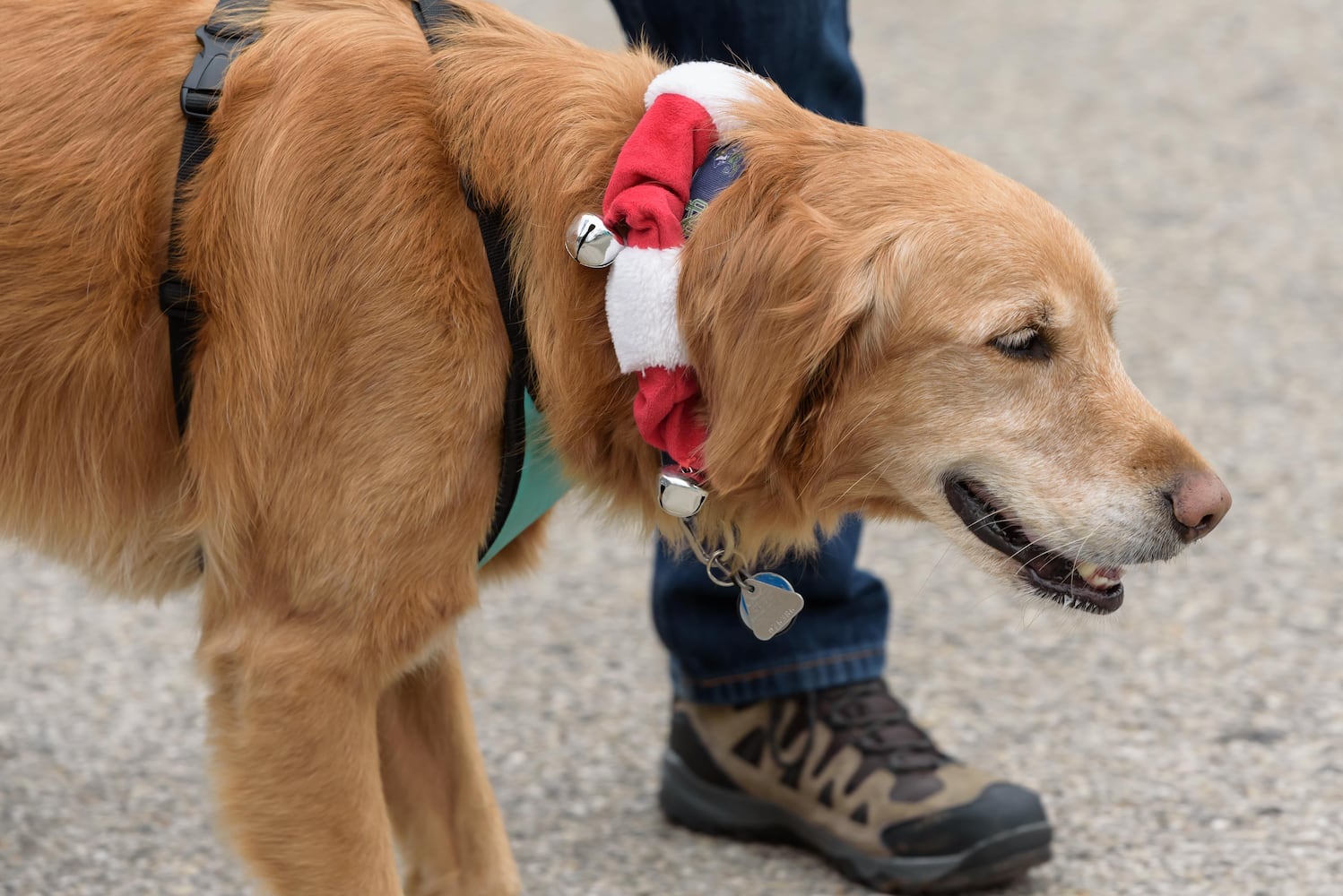 PHOTOS: 2024 Christmas in Historic Springboro Parade & Festival