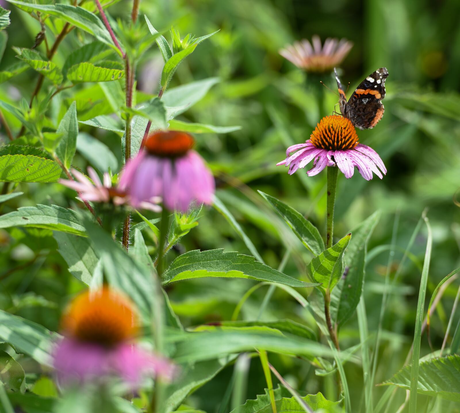 A monarch butterfly pollinates a purple cone flower in Huffman Prairie, Wright-Patterson Air Force Base, Ohio, on July 20. Huffman Prairie is the largest natural tall-grass prairie in Ohio. U.S. Air Force photo/Matthew Clouse