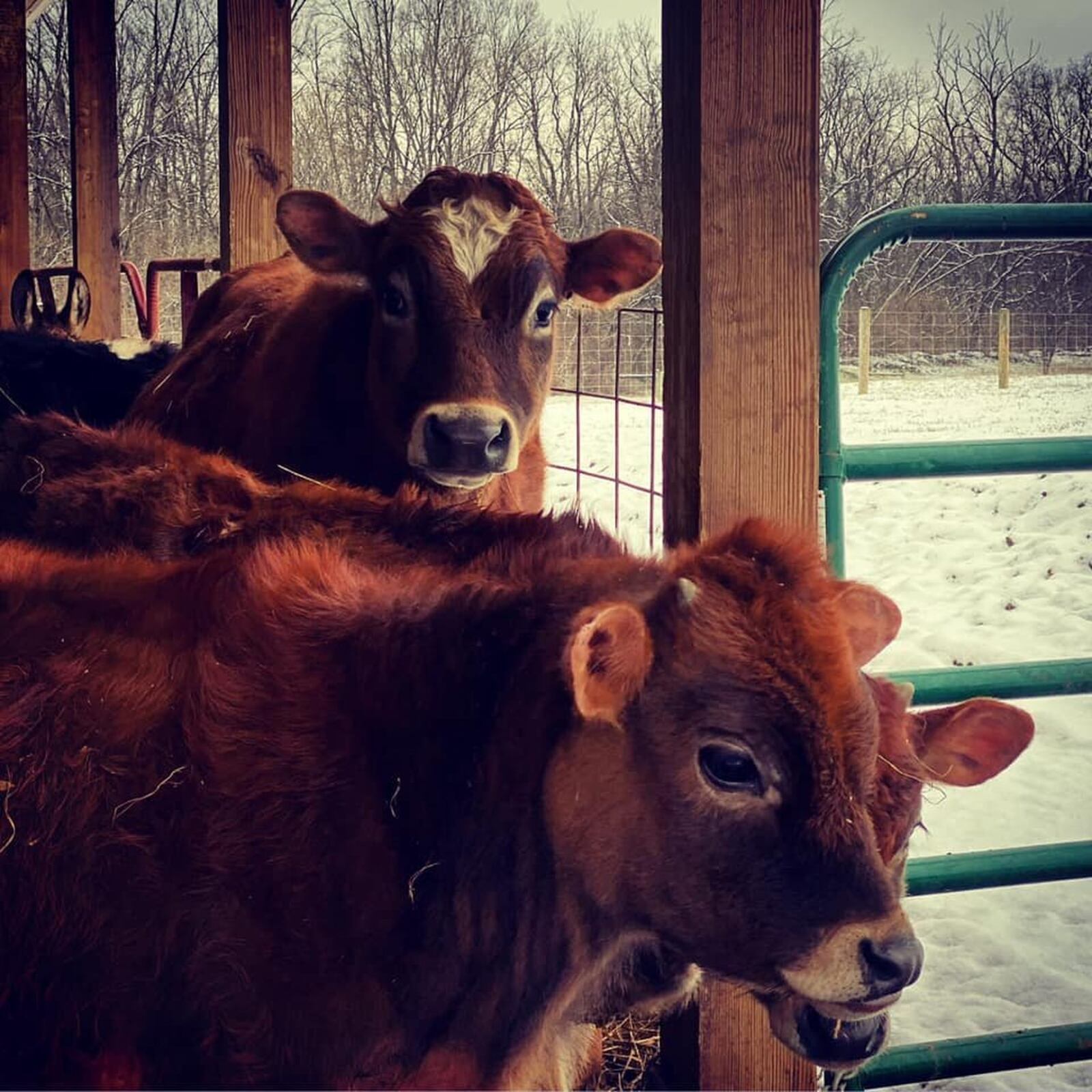 Carroll Creek Farms is a local family farm in Waynesville. CONTRIBUTED