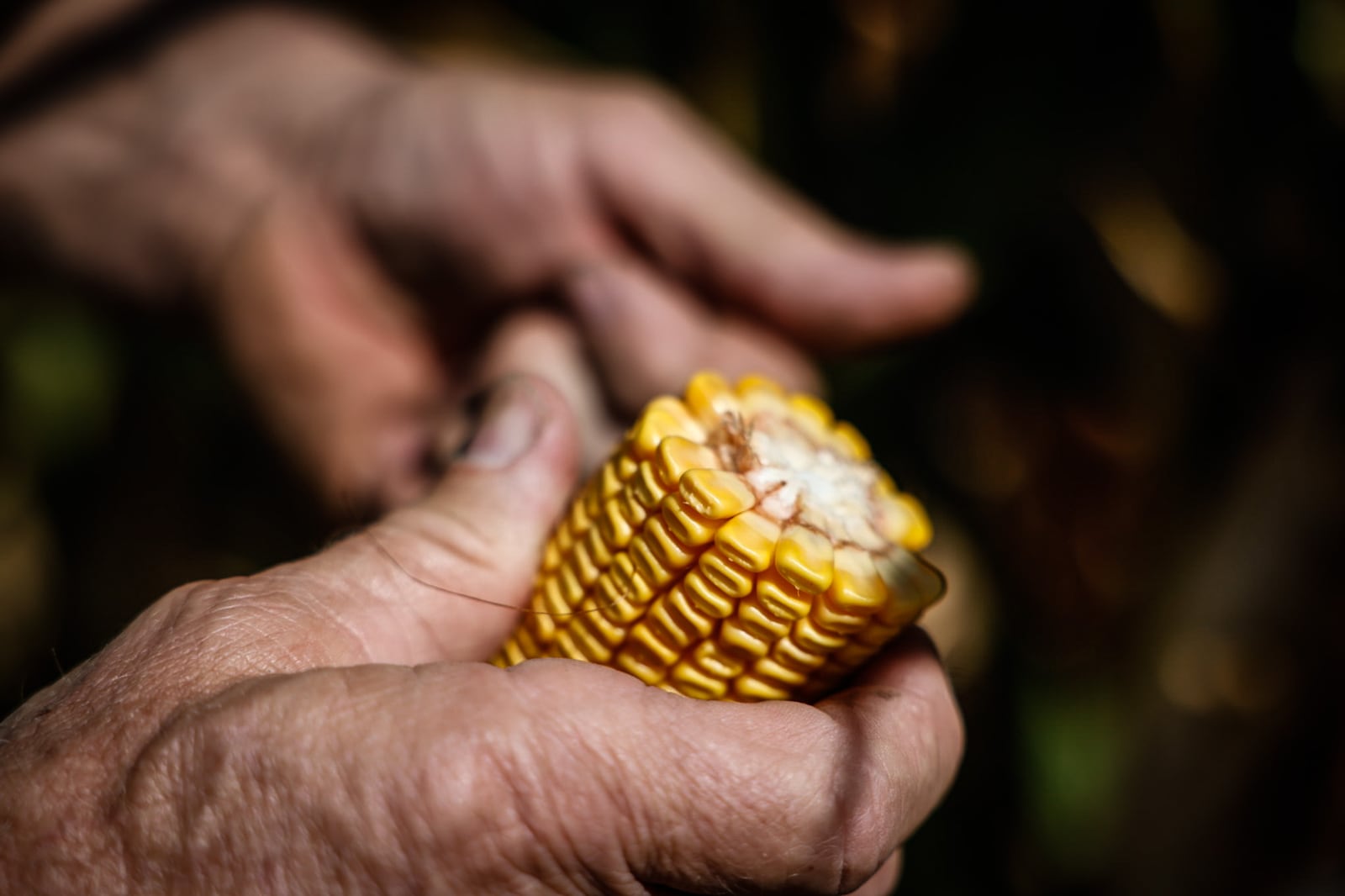 Greene County farmer Craig Corry checks-out the moisture in his field corn Tuesday, Sept. 10. 2024. Drought conditions are worsening across large portions of Ohio, including Greene County. Corry own 500 acres. JIM NOELKER/STAFF