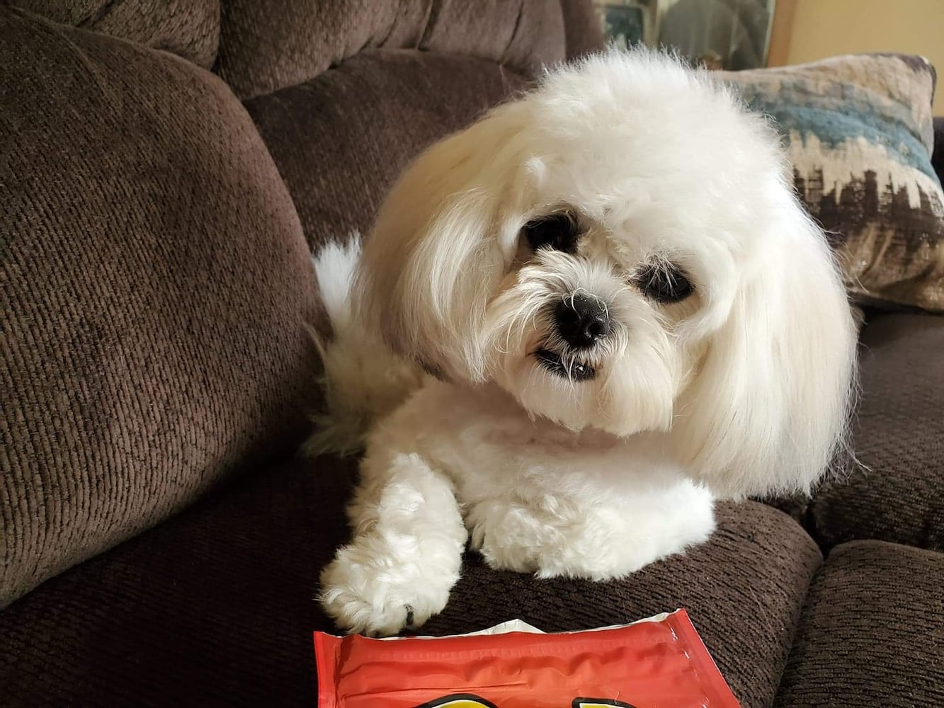 PHOTOS: It’s National Dog Day! Here are some puppy smiles for you