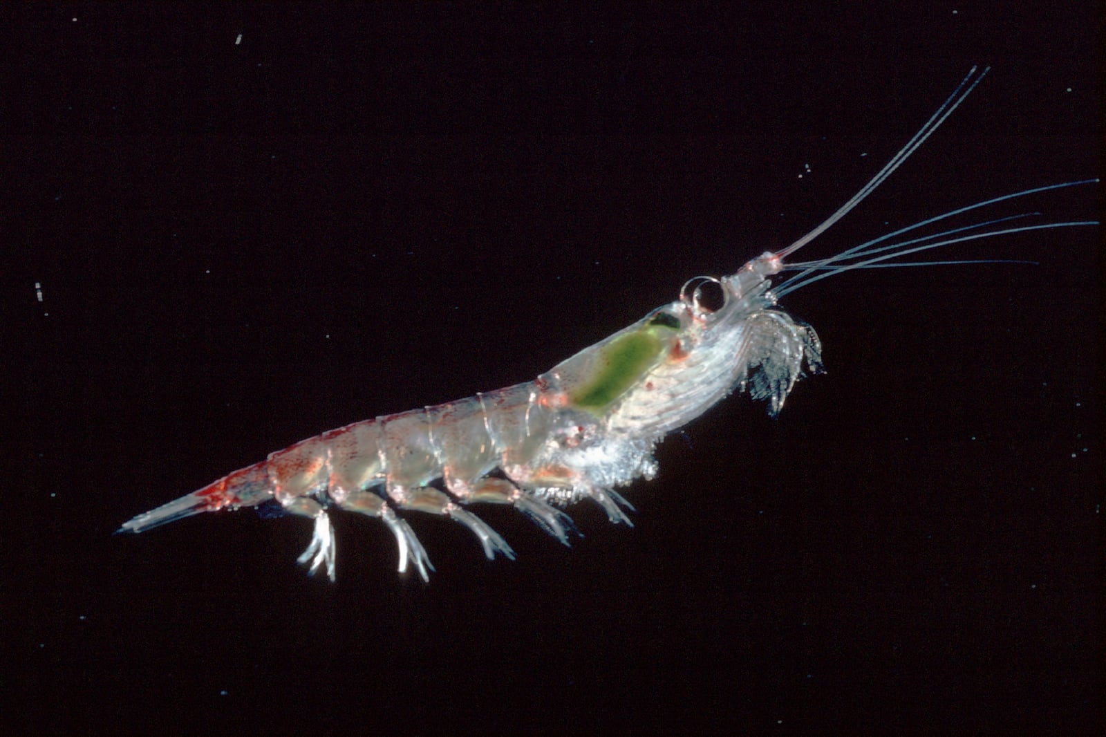 FILE - This photo provided by the British Antarctic Survey in October 2023 shows an Antarctic krill (Euphausia suberba). (Chris Gilbert/British Antarctic Survey, File)