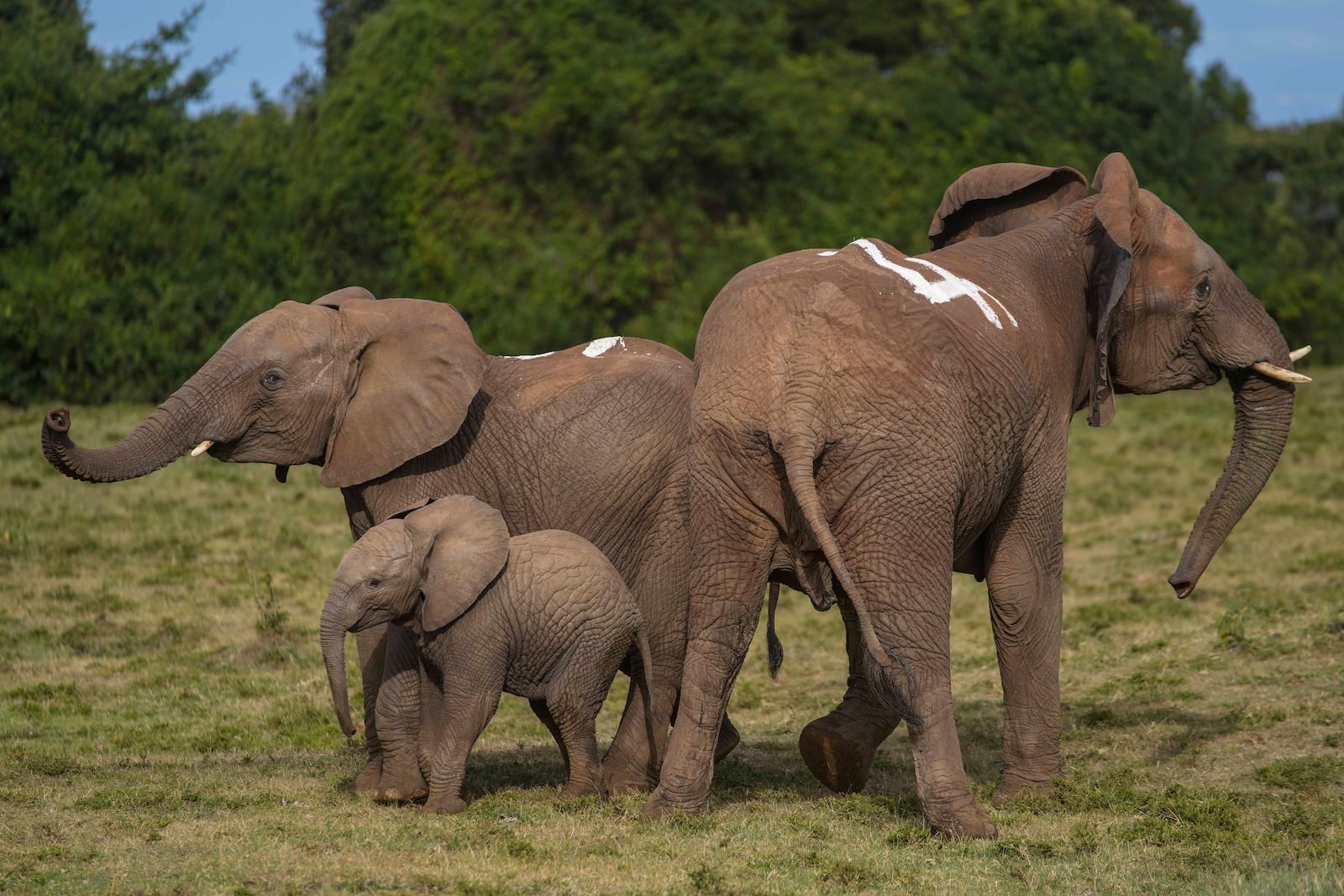 Kenya Wildlife Service rangers and capture team release five elephants at Aberdare National Park, located in central Kenya, Monday, Oct. 14, 2024. (AP Photo/Brian Inganga)