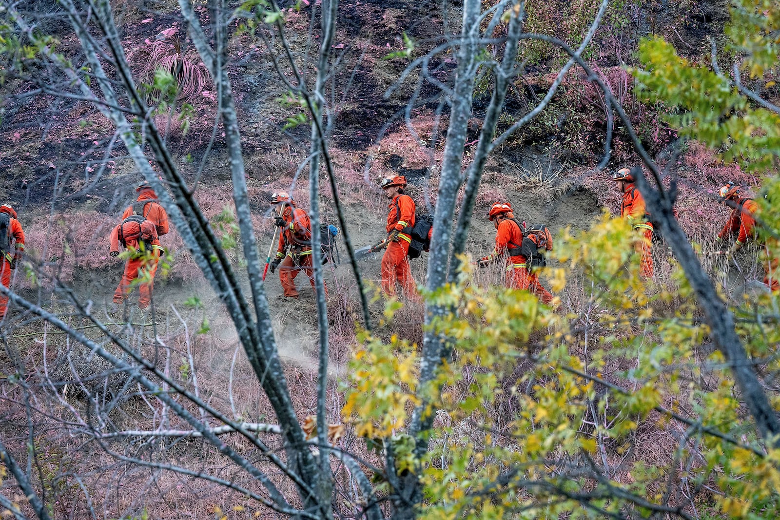 Inmate firefighters battling the Palisades Fire construct hand line to protect homes along Mandeville Canyon Rd. on Sunday, Jan. 12, 2025, in Los Angeles. (AP Photo/Noah Berger)