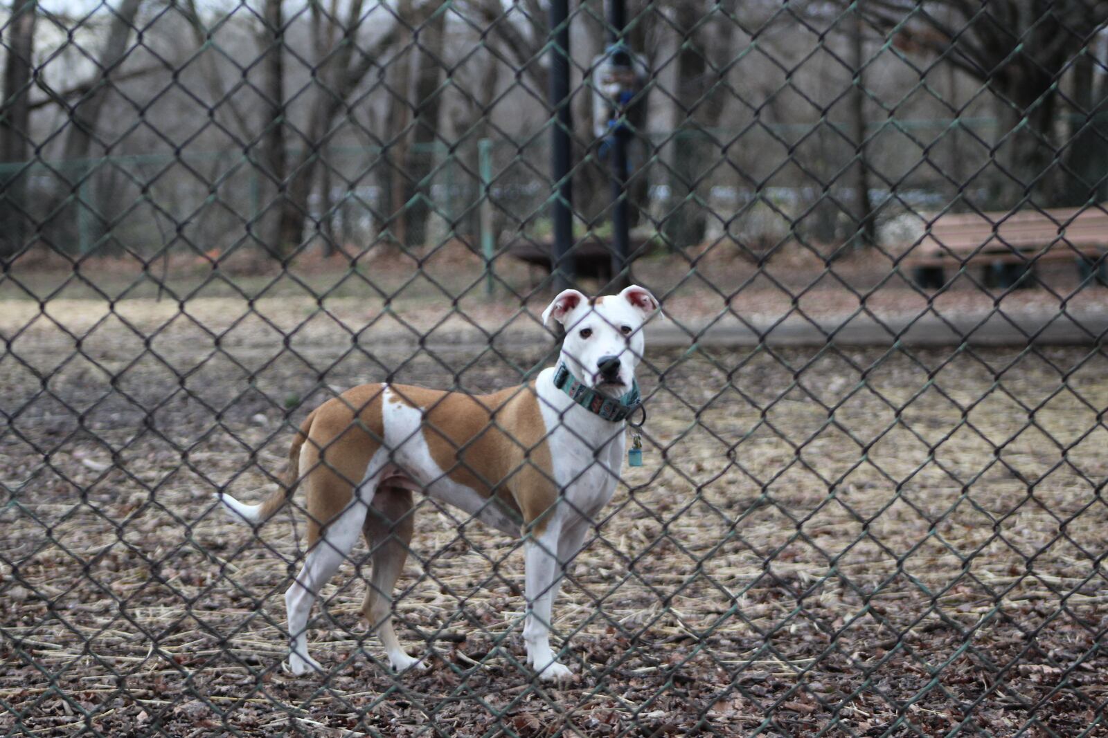 Baby, a 4-year-old American bulldog mix, plays at Deeds Point Dog Park on Christmas Eve. CONTRIBUTED