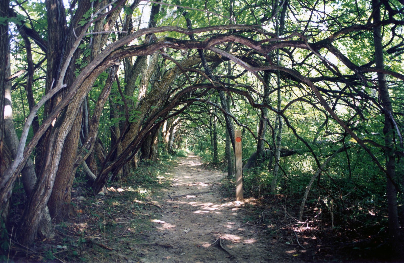 Osage Orange Tunnel at Sugarcreek MetroPark.