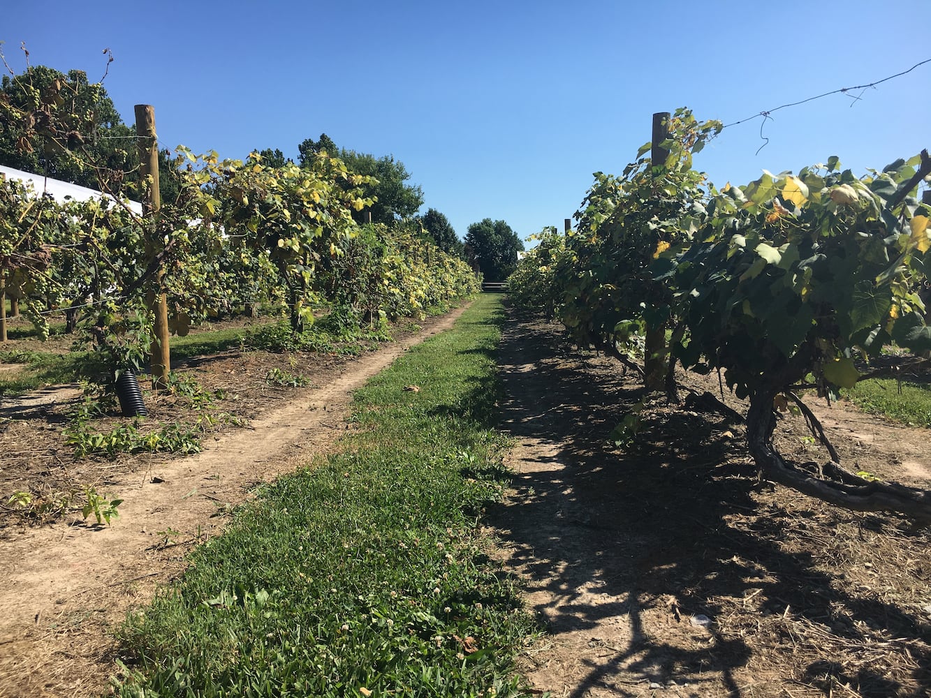 Hidden Valley Orchards