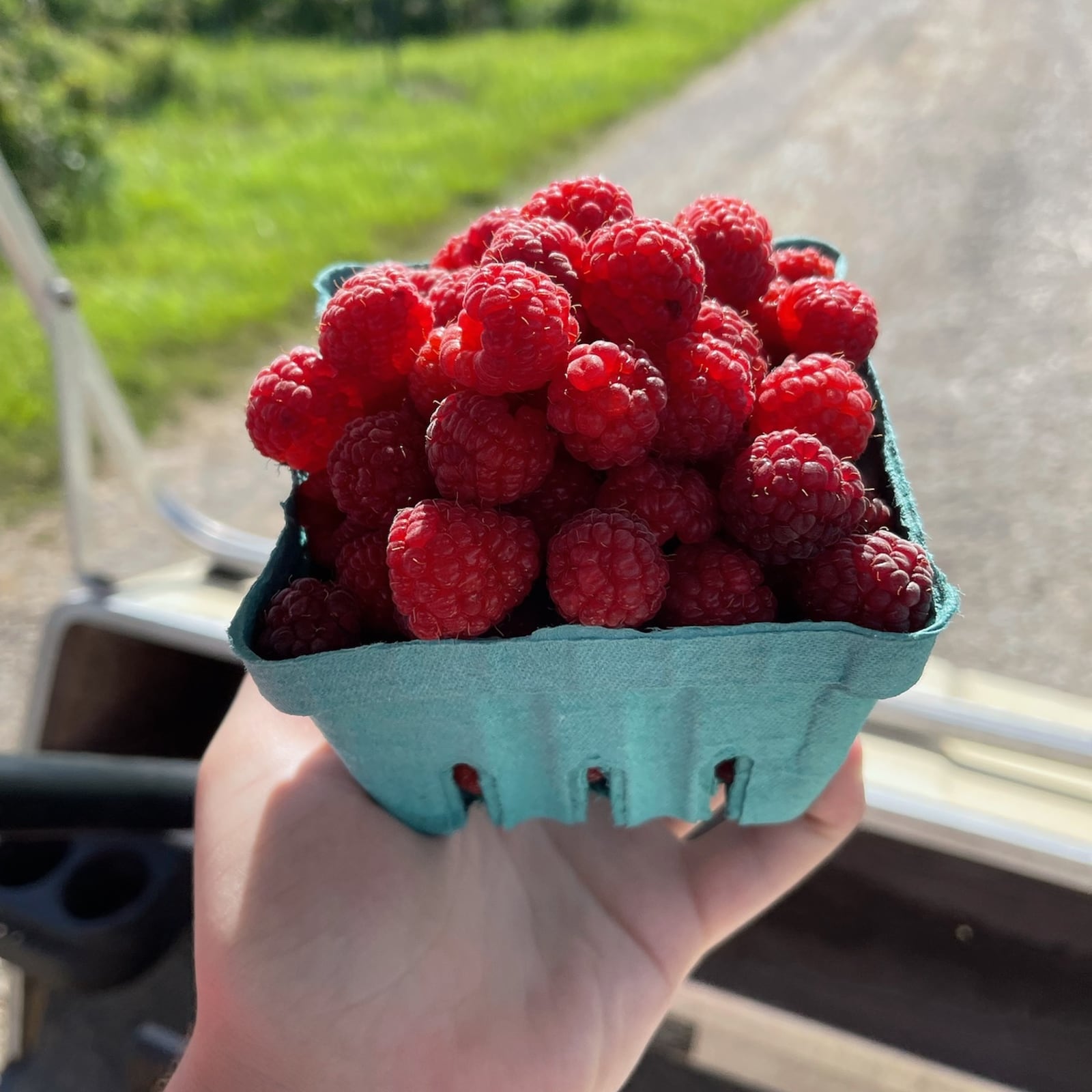 Red raspberries are in season at the Champaign Berry Farm. - Contributed