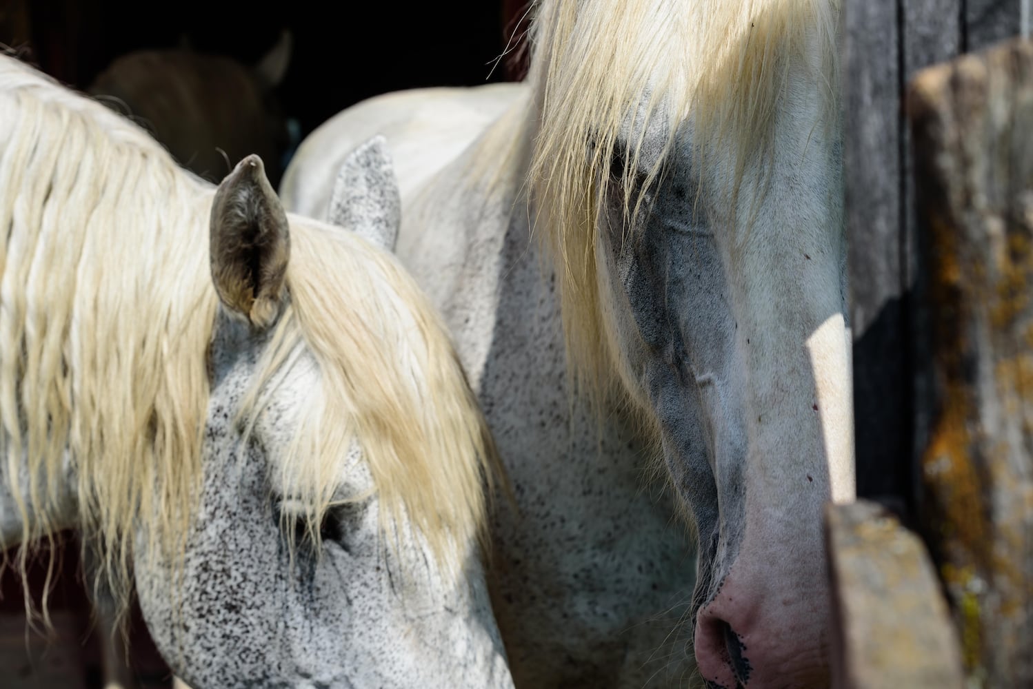 PHOTOS: 2024 Small Farm & Food Fest at Carriage Hill MetroPark