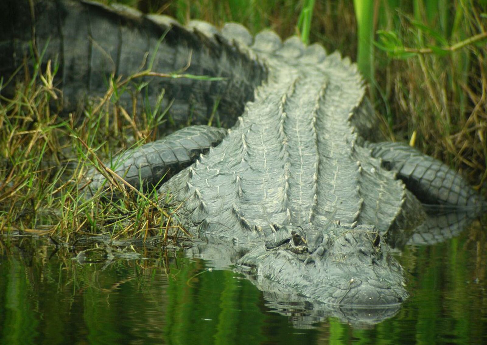 Alligator entering the water in Anahuac, Texas. Image courtesy Dennis Demcheck/USGS, 2007. (Photo by Smith Collection/Gado/Getty Images).