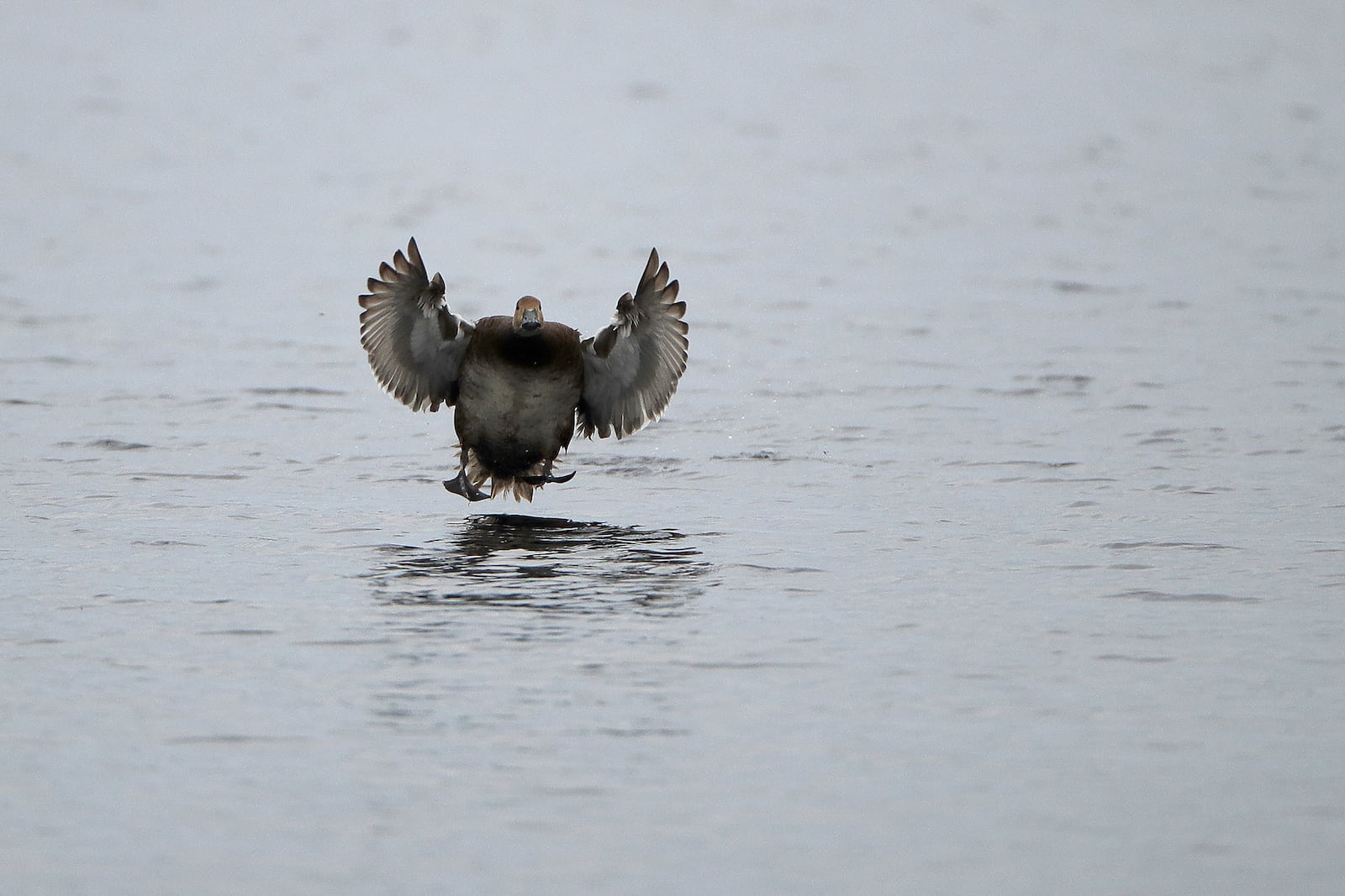 FILE - A canvasback duck takes flight on a wetland near Rutland, N.D., on Saturday, June 22, 2019. (AP Photo/Charlie Riedel, File)