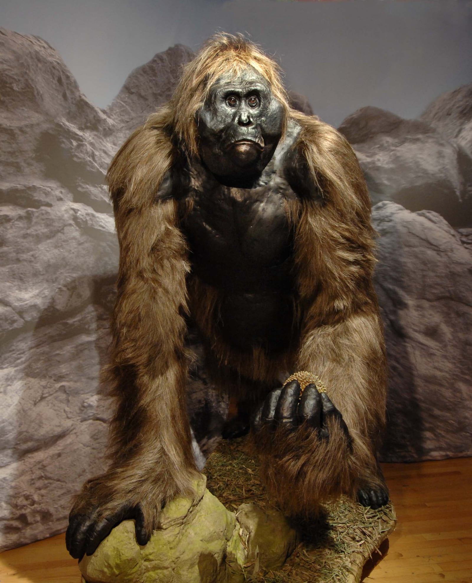 Enormous apes are more than a myth.  This reconstructed massive creature called the Gigantopithecusis an extinct primatea very distant relative of humans that lived in southeast Asia for almost a million years, until perhaps as recently as 300,000 years ago.© AMNH/D. Finnin