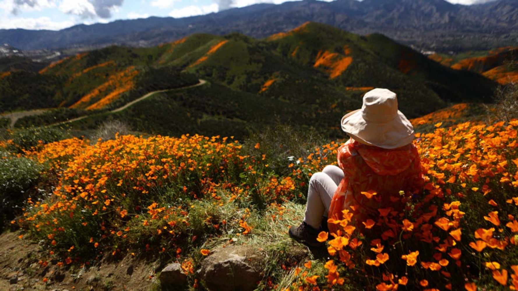 Photos: Spectacular wildflower super bloom in California