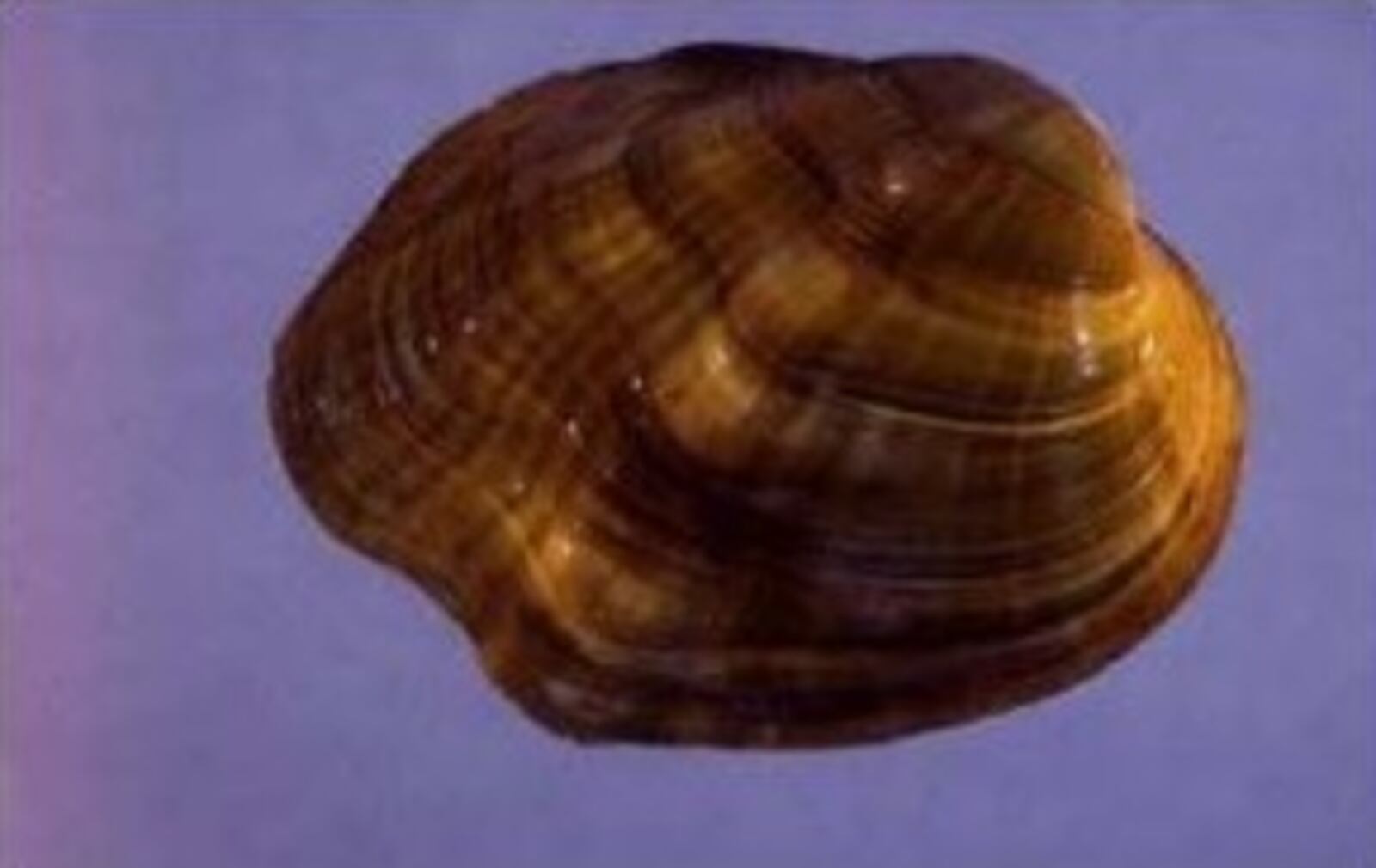 The tubercled-blossom pearly mussel, once abundant in the Ohio River Valley, was delisted from the Endangered Species Act due to extinction. U.S. FISH & WILDLIFE SERVICE