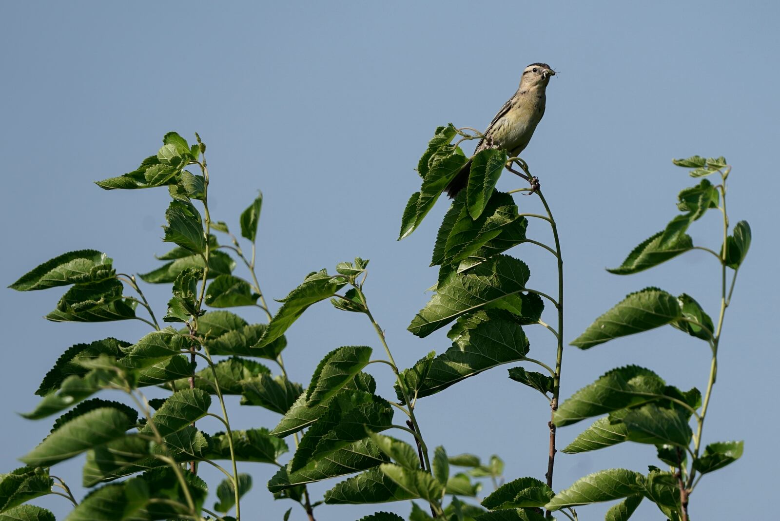 FILE - A female bobolink stands atop a shrub near its nest, Tuesday, June 20, 2023, in Denton, Neb. (AP Photo/Joshua A. Bickel, File)