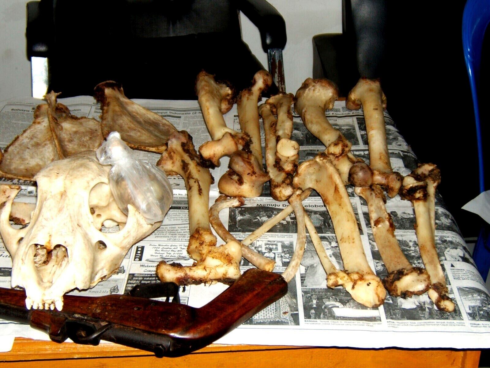 An undated photo of confiscated tiger bones displayed on a table in Sumatra, Indonesia. (Save the Tiger Fund/Panthera via AP)