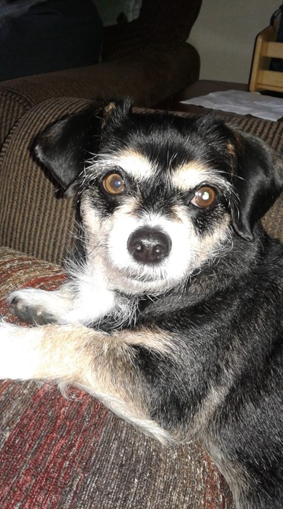 PHOTOS: It’s National Dog Day! Here are some puppy smiles for you