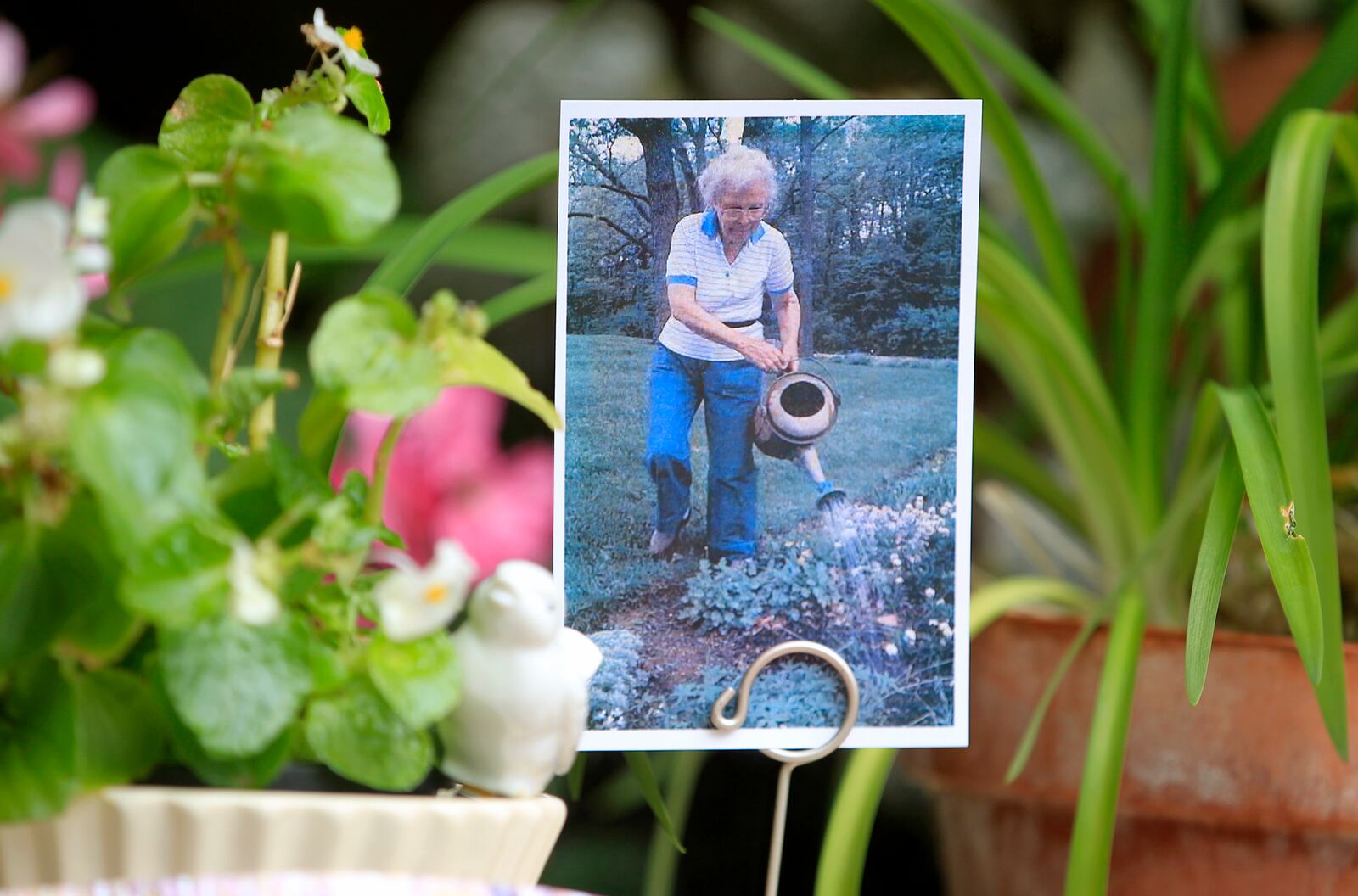 A photograph of Marie Aull tending to her garden is on display at Aullwood Garden Metro Park. Tens of thousands of Virginia bluebells are bursting into bloom at Aullwood Garden MetroPark. The spring perennials are the progeny of 250 plants originally purchased by Marie and John Aull. Marie Aull was considered the godmother of environmental movement in southwestern Ohio, according to Five Rivers MetroParks. She donated her garden retreat in the late 1970s for the public to enjoy. The 35-acre park, 955 Aullwood Rd., flowers most of the seasons of the year. LISA POWELL / STAFF