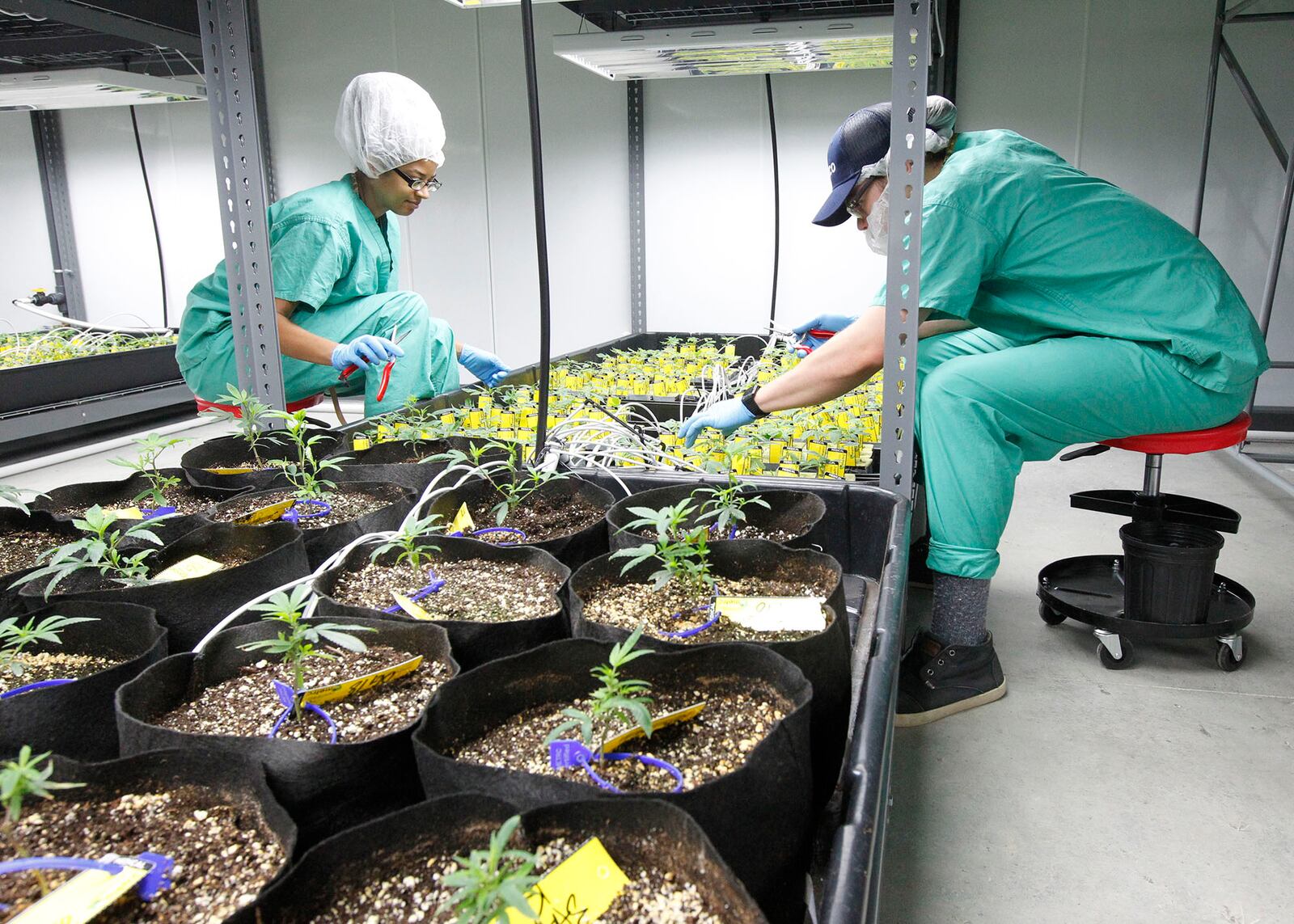 Medical marijuana cultivator and processor Cresco Labs, hosted a ribbon cutting at its Yellow Springs facility on Monday to mark the first cultivation of plants.  Cultivation agents work inside the vegetation room.  TY GREENLEES / STAFF