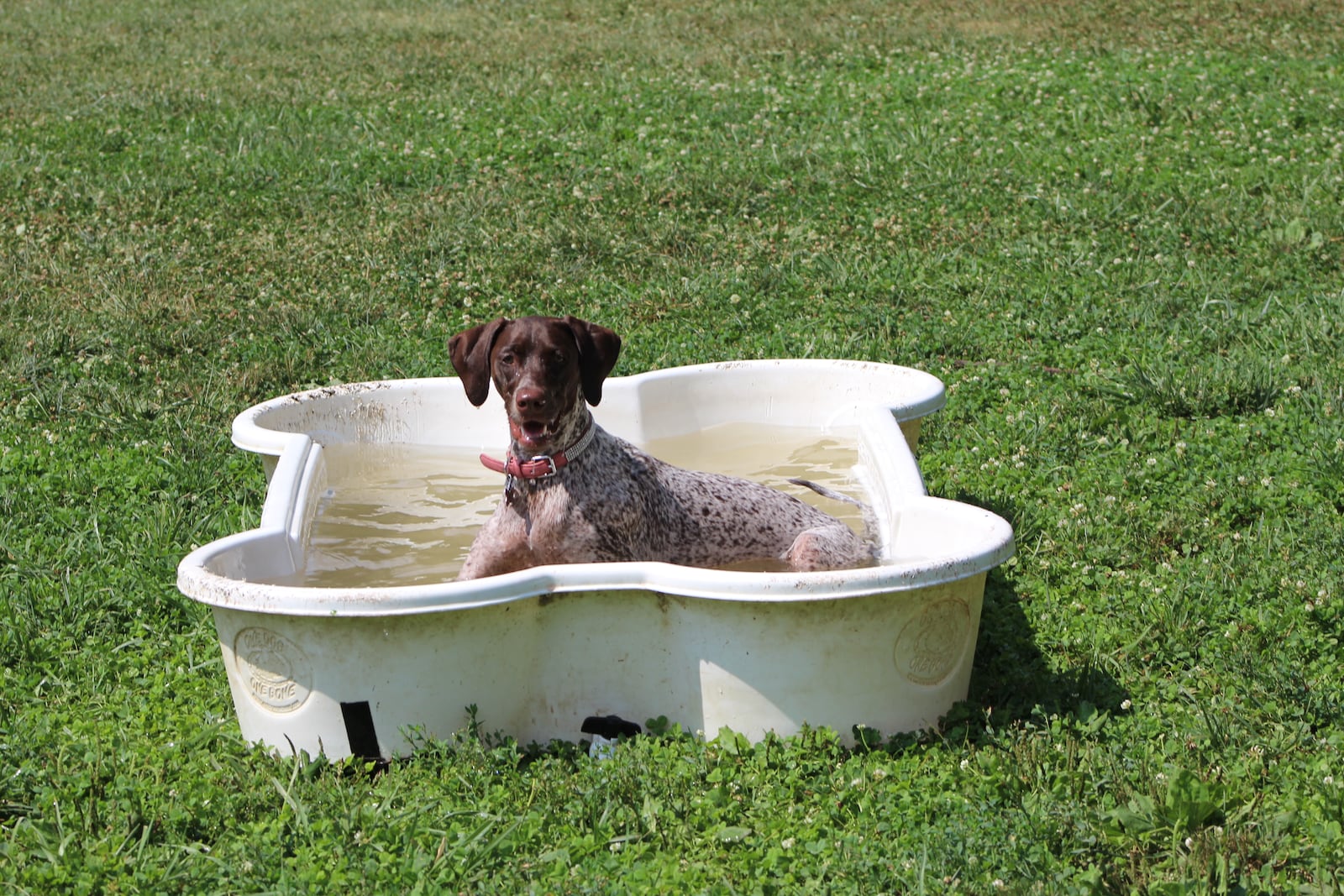 A dog named Aurora plays in the kiddie pool at Deeds Point Dog Park on Friday. CORNELIUS FROLIK / STAFF