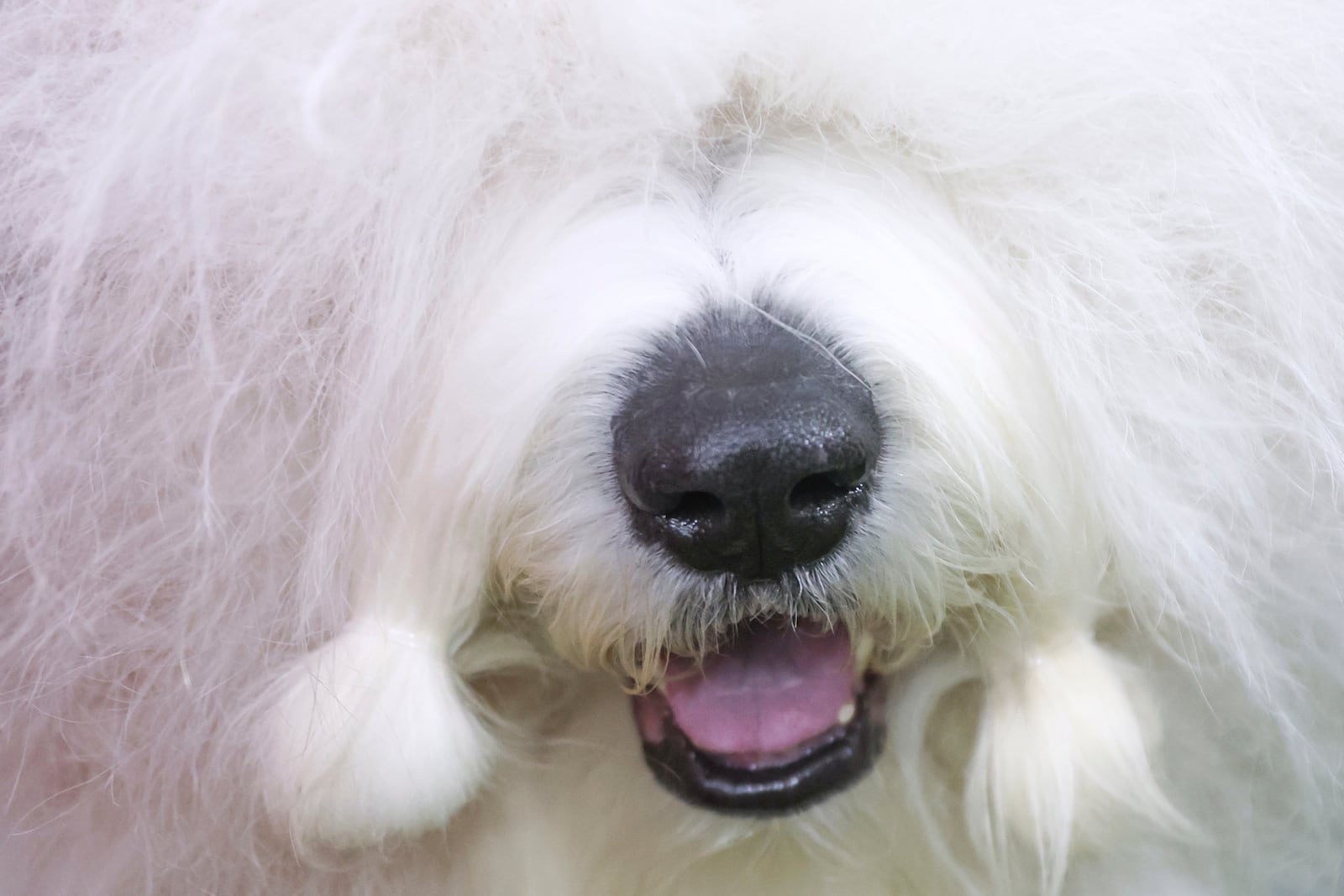 An Old English Sheepdog is groomed before judging during the 149th Westminster Kennel Club Dog show, Monday, Feb. 10, 2025, in New York. (AP Photo/Heather Khalifa)