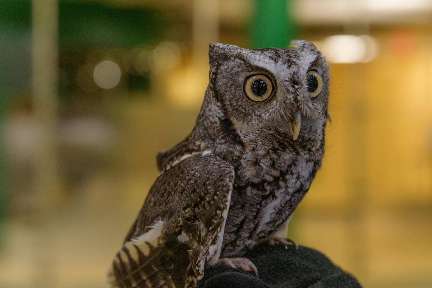 PHOTOS: Did we spot you at the Adventure Summit at Wright State University?