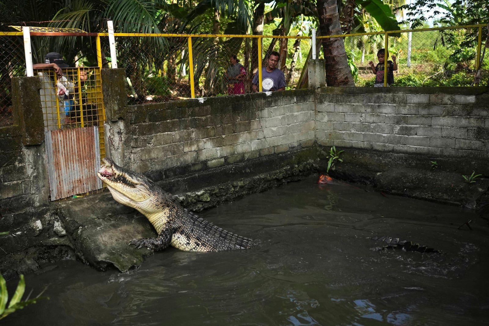 Rusli Paraili, left, a crocodile handler, feeds a rescued crocodile inside an enclosure in Budong-Budong, West Sulawesi, Indonesia, Monday, Feb. 24, 2025. (AP Photo/Dita Alangkara)