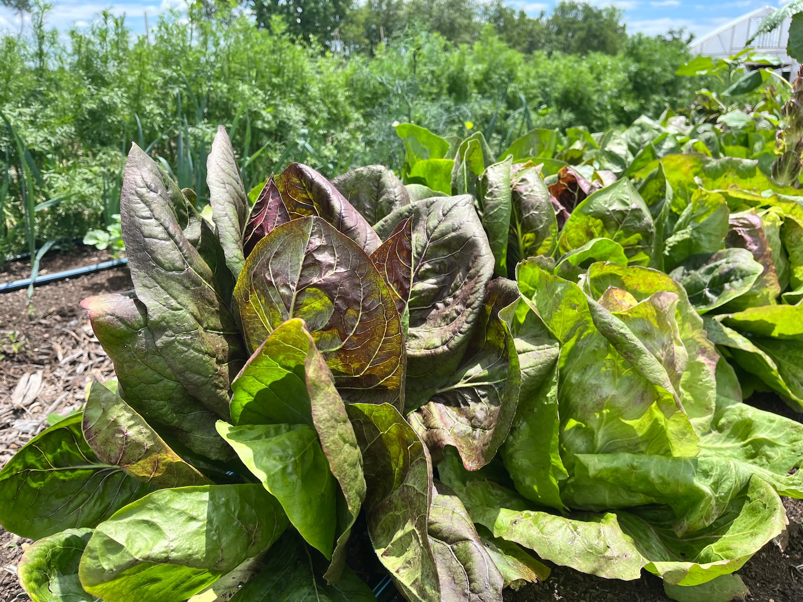 Oak & Ember Farms is a 36-acre regenerative farm with 10-acres of forest and a 5-acre lake at 2645 Olt Road, just outside of Dayton in Jefferson Twp. NATALIE JONES/STAFF