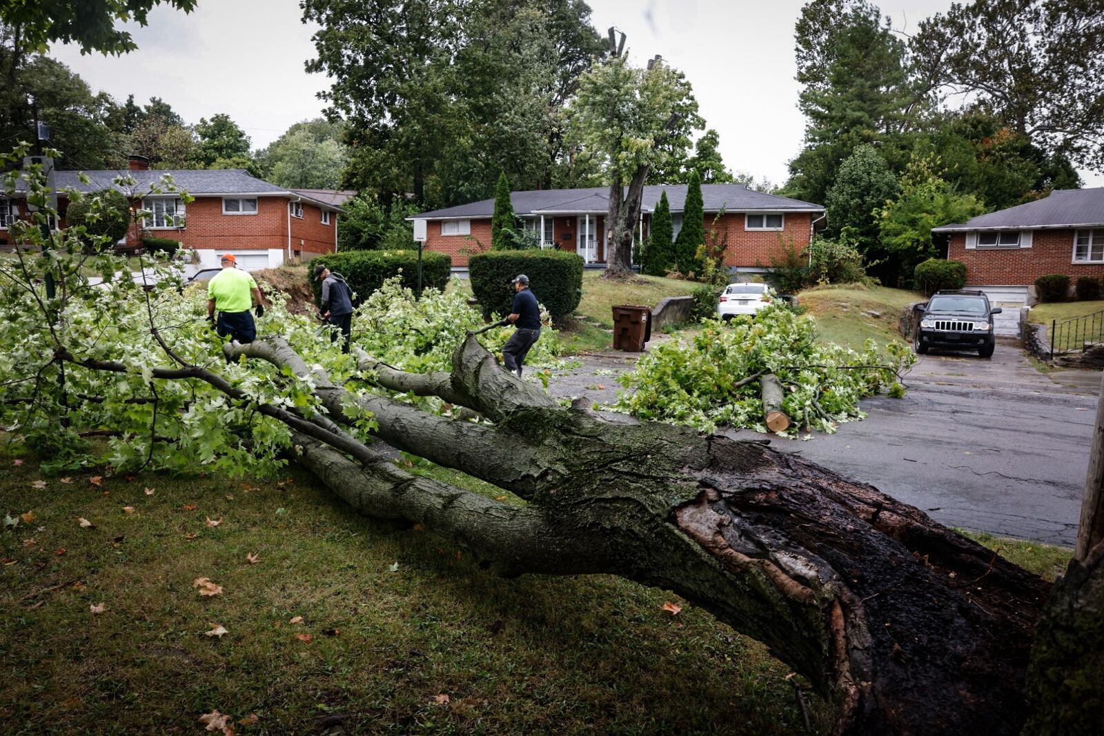 Harrison Twp. employees remove a Sugar Maple from Bennington Drive that fell from high winds.Jim Noelker/Staff