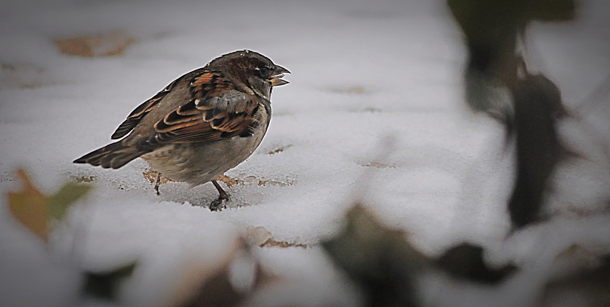 PHOTOS: Snowstorm covers region Saturday