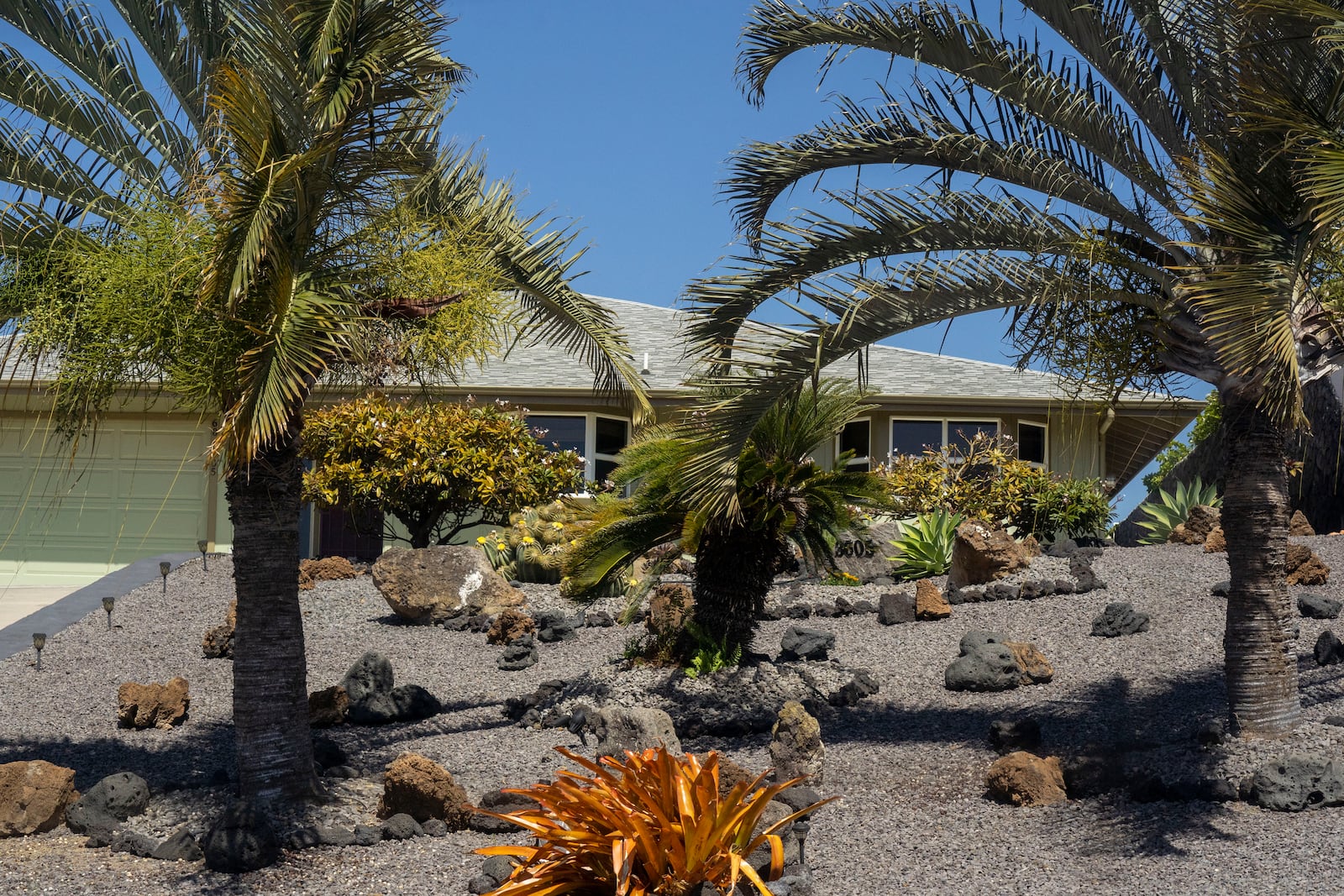 Palm trees stand in front of a house in Waikoloa Village, Hawaii, Tuesday, Feb. 25, 2025. (AP Photo/Mengshin Lin)