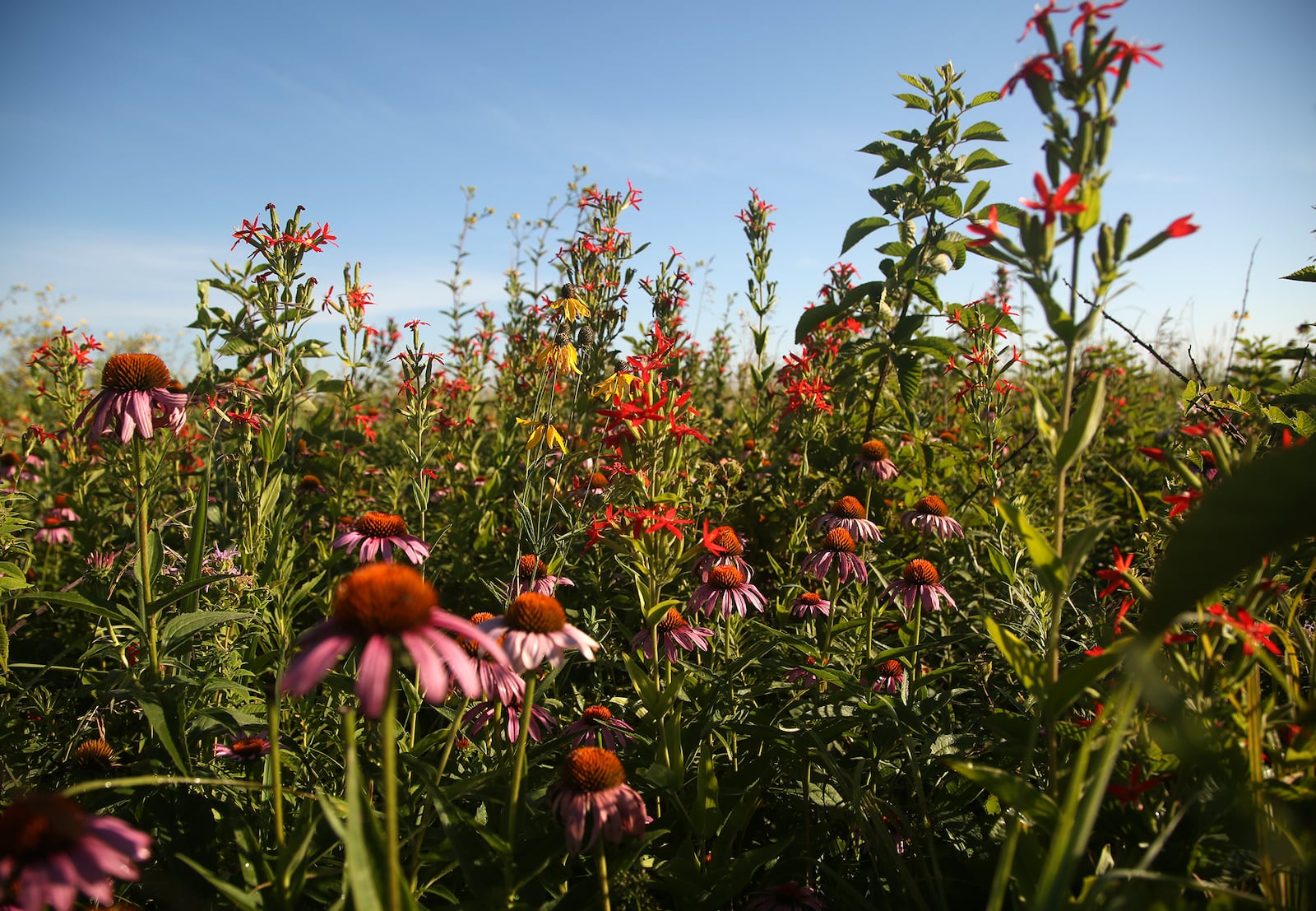 The Huffman Prairie State Natural Landmark is in full bloom. At 112-acres it is one of the largest prairie remnants in Ohio. The prairie is cared for by Five Rivers MetroParks and Wright-Patterson Air Force Base. It is located adjacent to the field where the Wright brothers tested their planes. LISA POWELL / STAFF