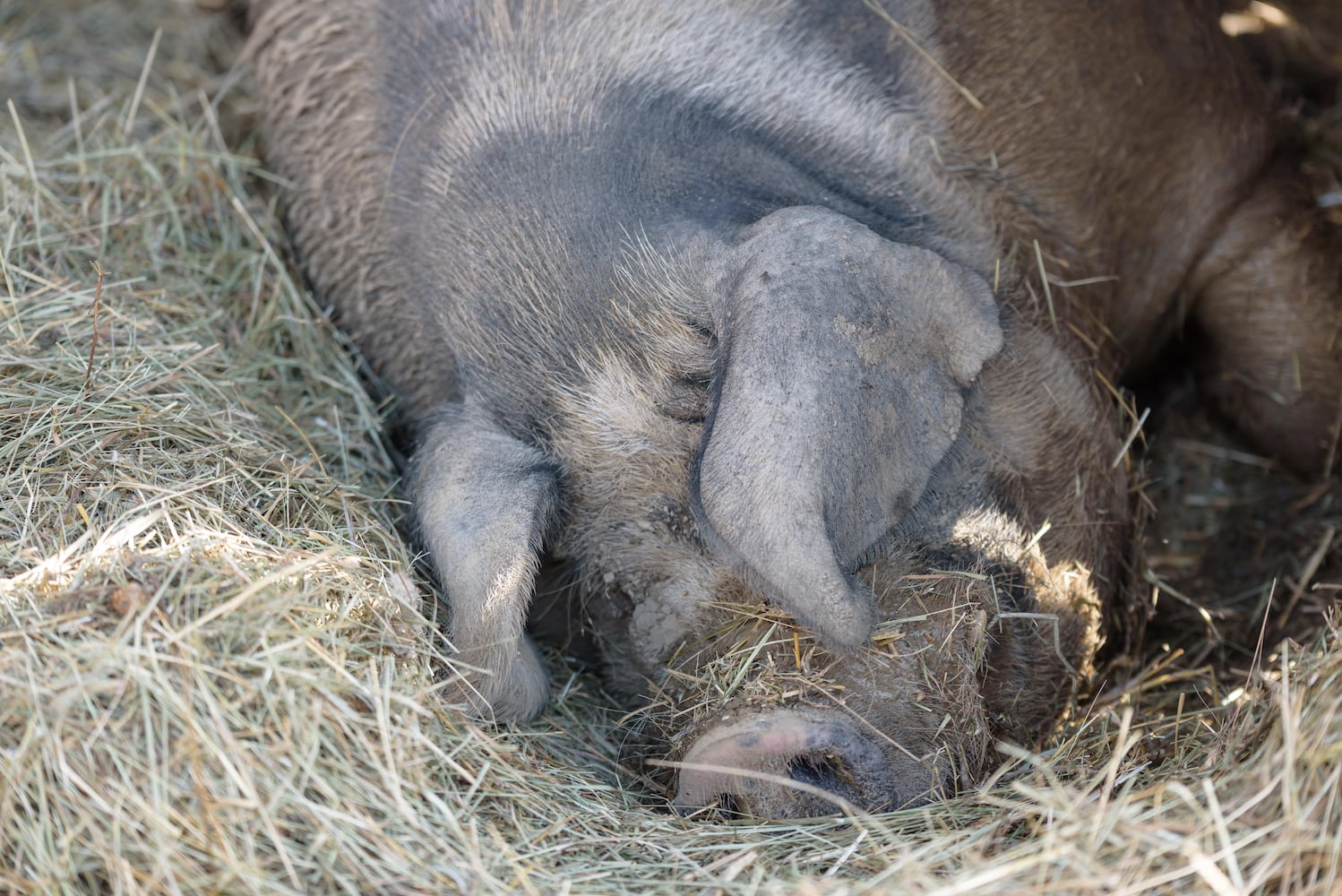 PHOTOS: 2024 Small Farm & Food Fest at Carriage Hill MetroPark